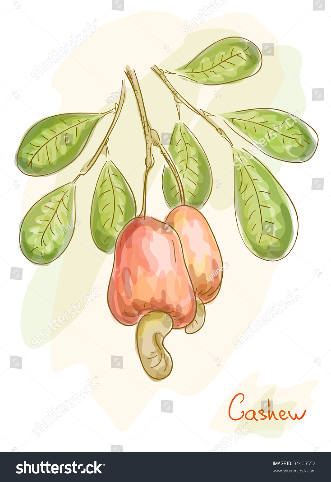 Apples With Nuts Cashew. Watercolor Style. Vector Illustration ...