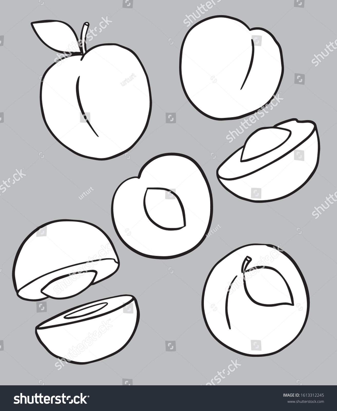 Apricot Coloring Different Versions Vector Illustration Stock Vector Royalty Free 1613312245 