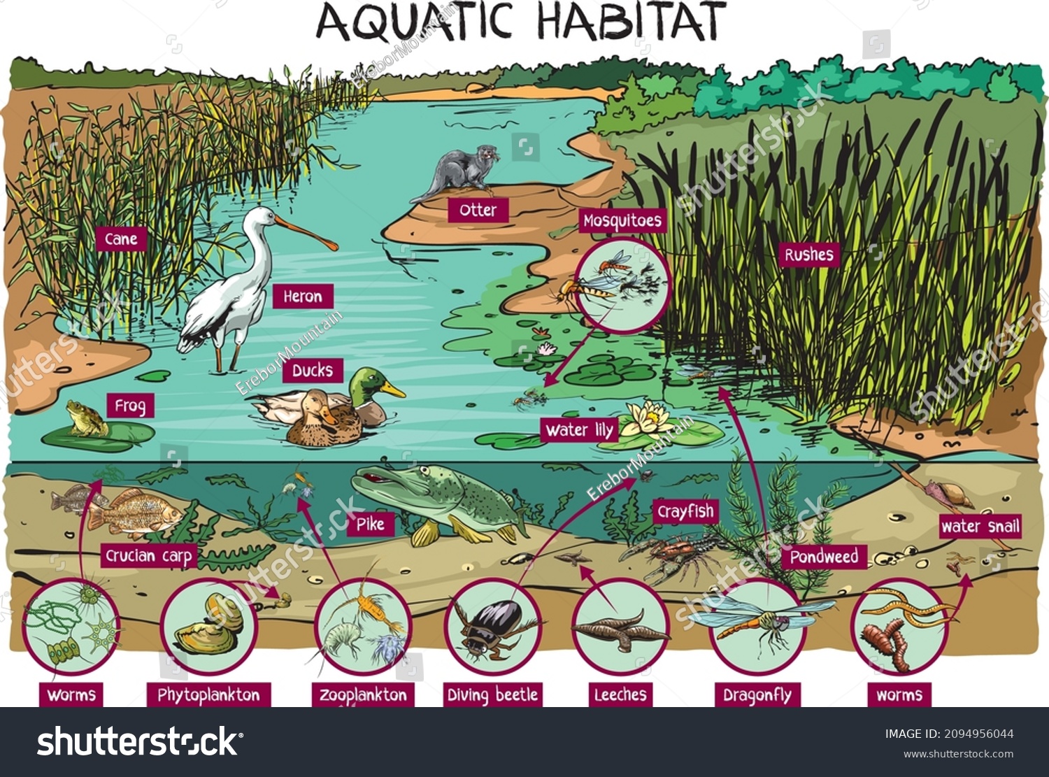 Aquatic Habitat Pond Living World Pond Stock Vector (Royalty Free ...