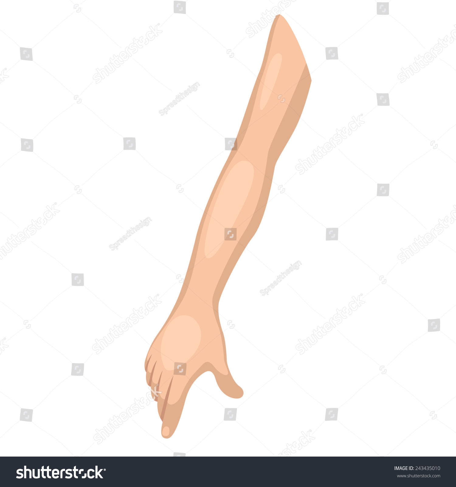 Arm Stock Vector Illustration 243435010 : Shutterstock