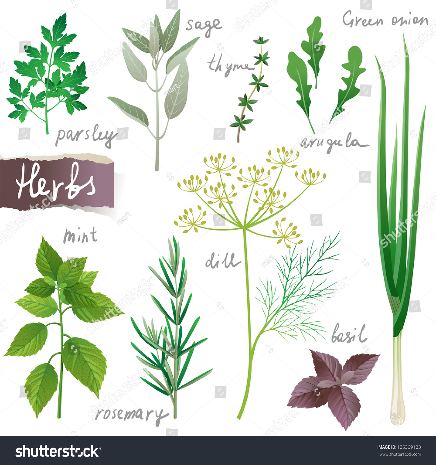 Aromatic Herbs Set S