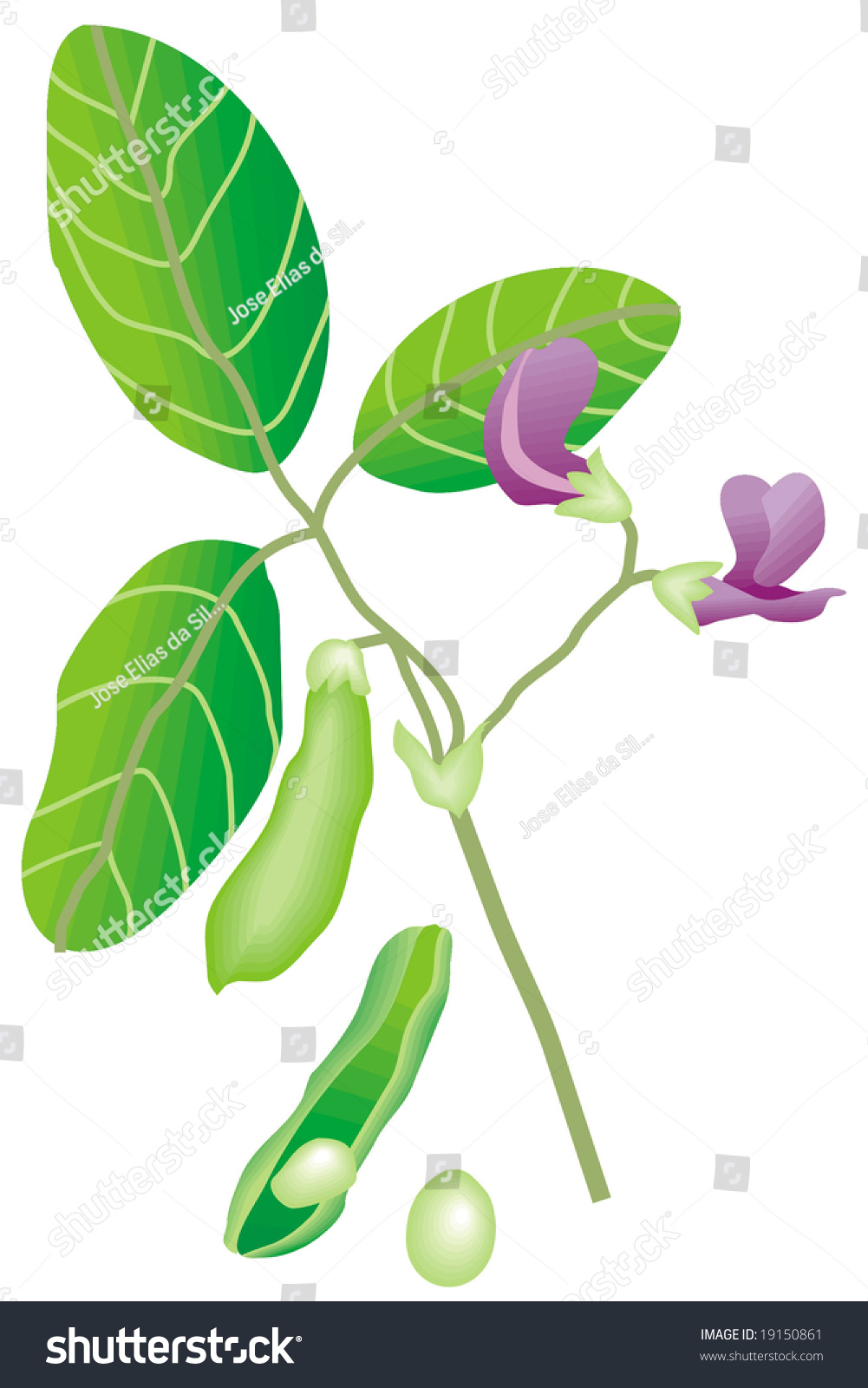 Art Illustration Piece Soybean Tree Stock Vector (Royalty Free ...