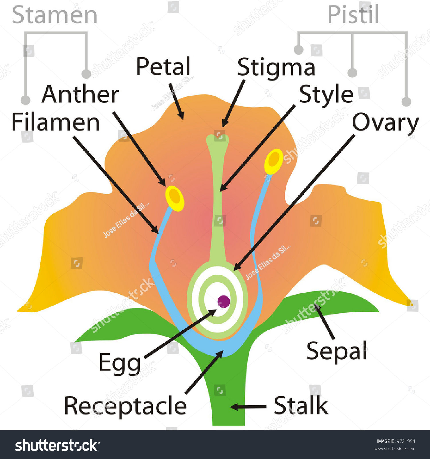 Art Illustration Parts Flower Stock Vector 9721954 - Shutterstock