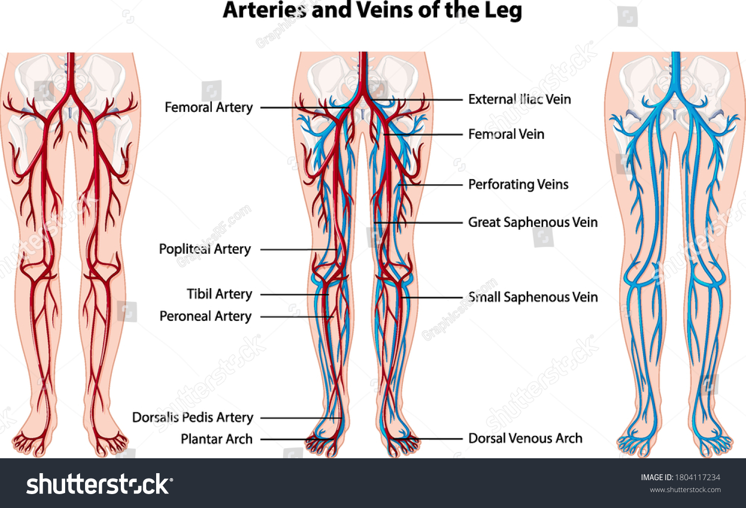 Arteries Veins Leg Illustration Stock Vector Royalty Free 1804117234 4666