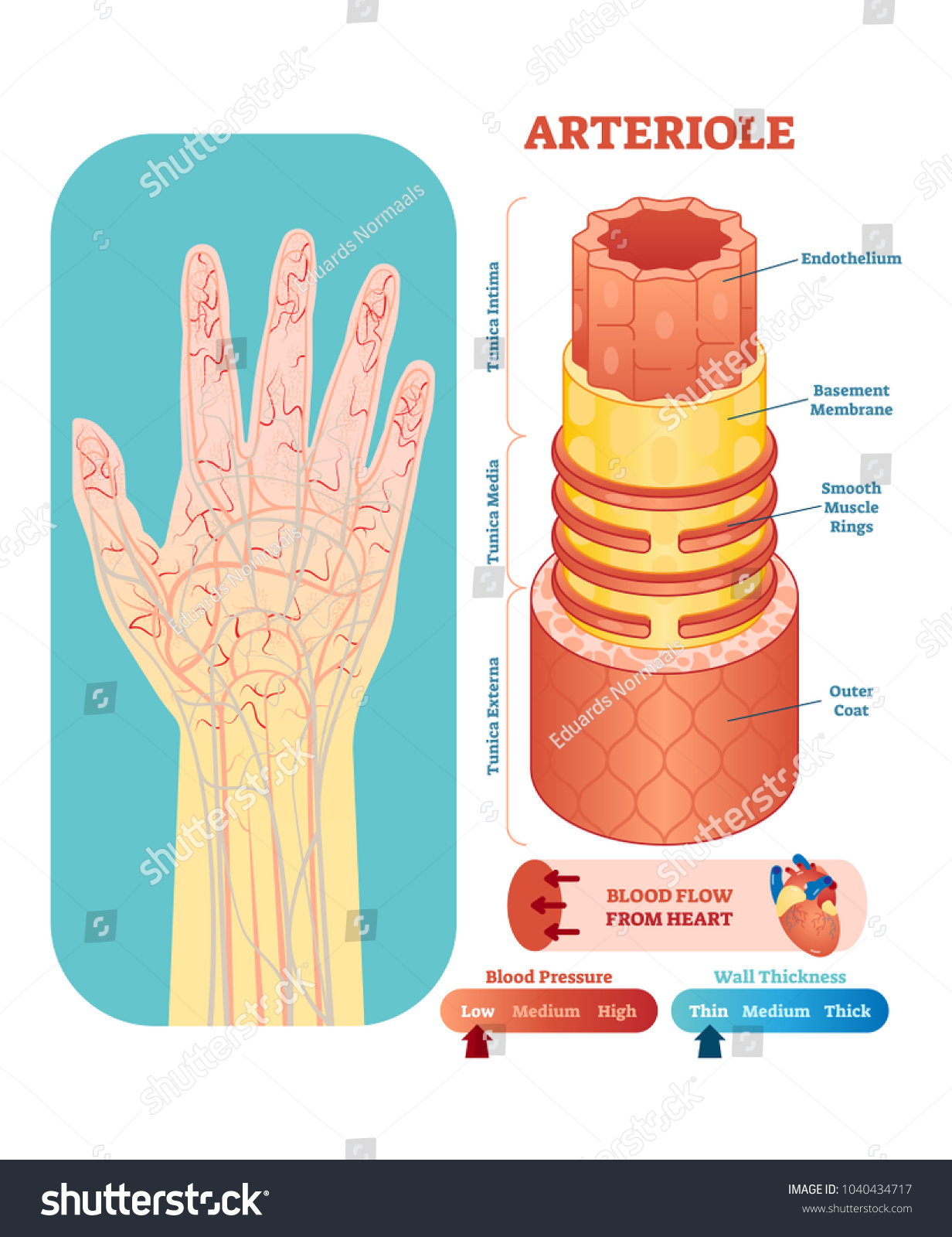 arteriole-anatomical-vector-illustration-cross-section-stok-vekt-r