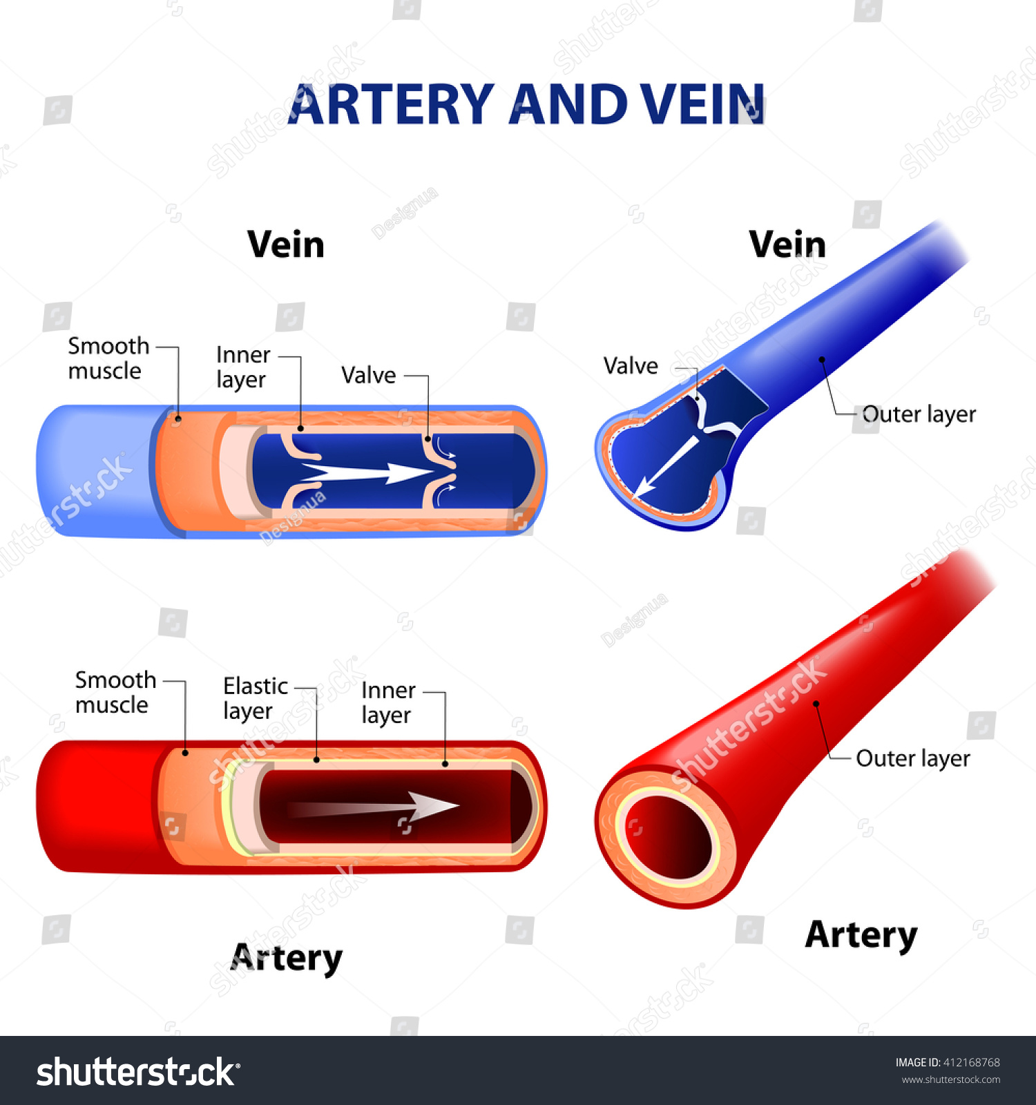 Artery And Vein. Circulatory System. Vector. - 412168768 : Shutterstock