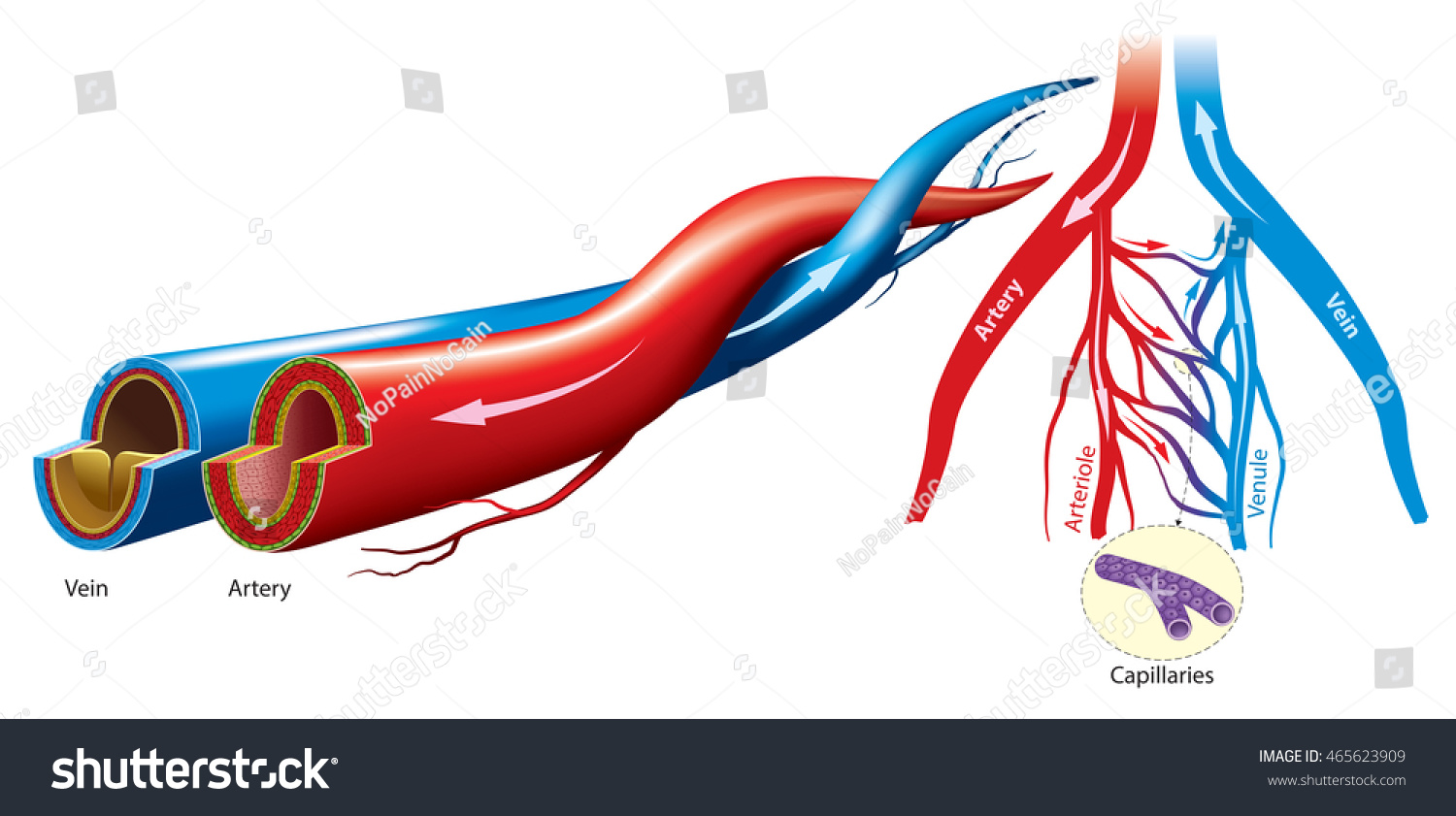 Artery And Vein Structure Stock Vector 465623909 : Shutterstock