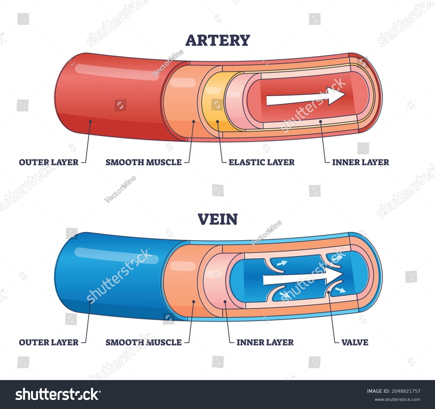 Vein valve Images, Stock Photos & Vectors Shutterstock