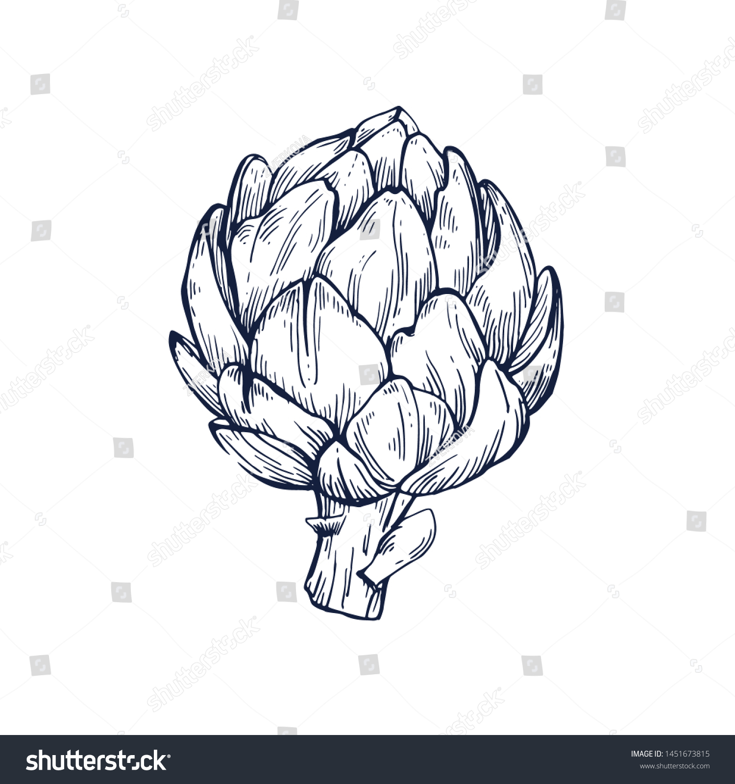 Artichoke Botanical Hand Drawn Isolated Vector Stock Vector (Royalty ...