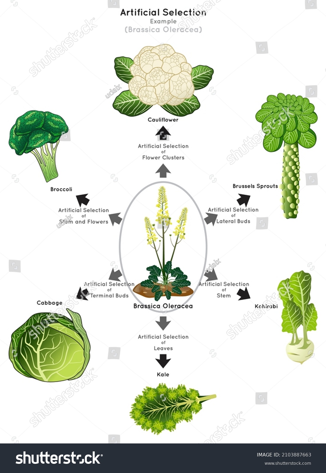 Selección Artificial Diagrama Infográfico Ejemplo Brassica: Vector De ...