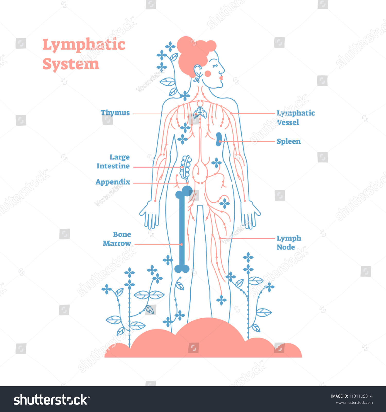 Artistic Lymphatic System Anatomical Vector Illustration Vector De Stock Libre De Regal As