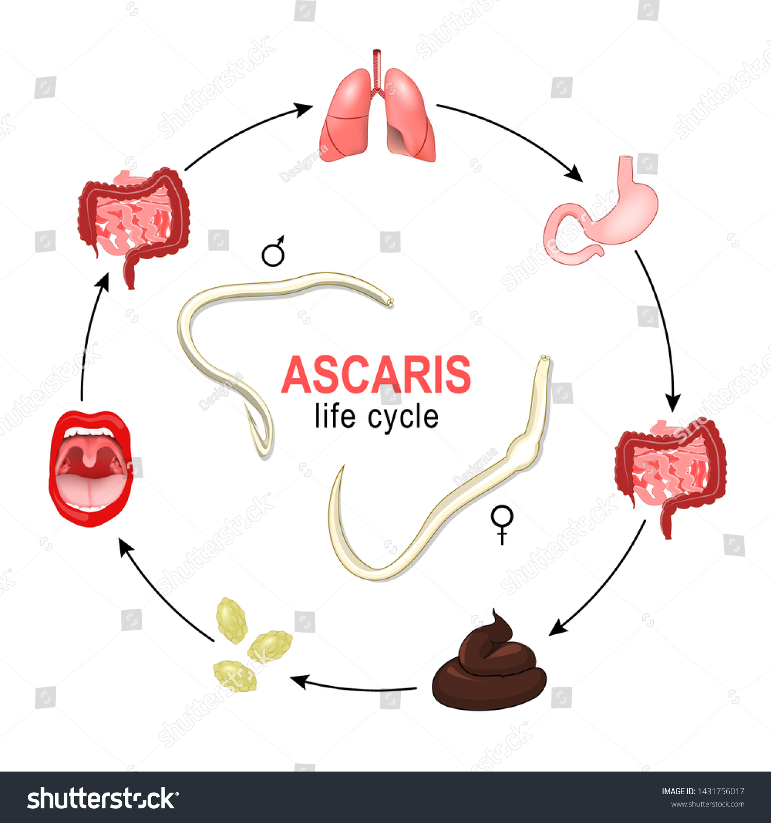 Ascaris Life Cycle Most Common Human Stock Vector Royalty Free 1431756017 Shutterstock 9376