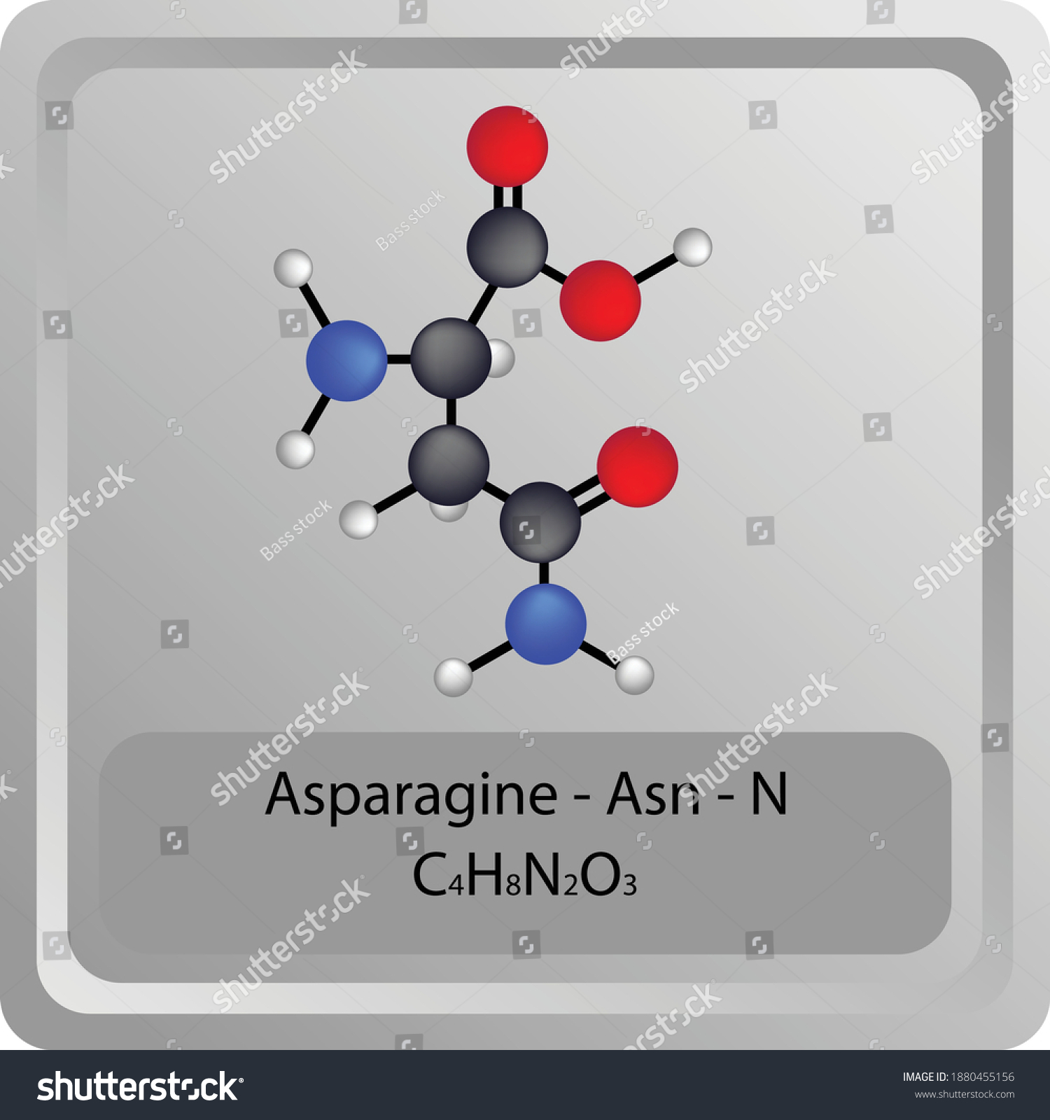 Asparagine Asn N Amino Acid Chemical Stock Vector Royalty Free ...