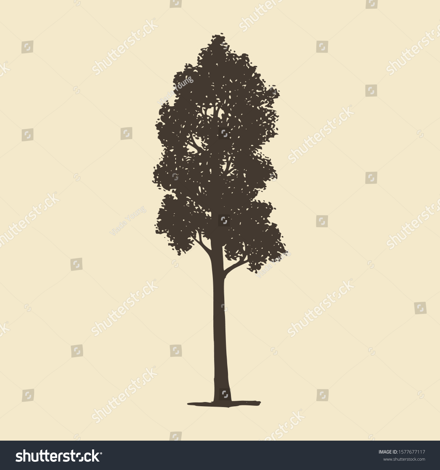 SVG of Aspen or Maple, hand drawn silhouette. Vector sketch of deciduous tree. svg