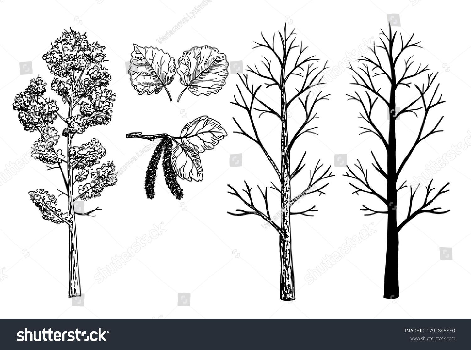 SVG of Aspen tree sketch set. A tree without leaves in winter. Aspen silhouette. Aspen leaves. A tree in summer and winter without leaves. svg