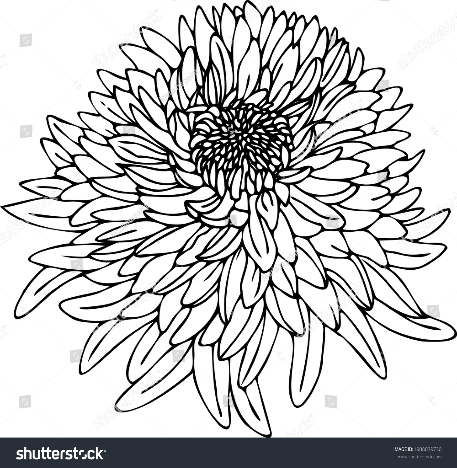 Aster Black White Illustration Vector Graphics Stock Vector (Royalty ...