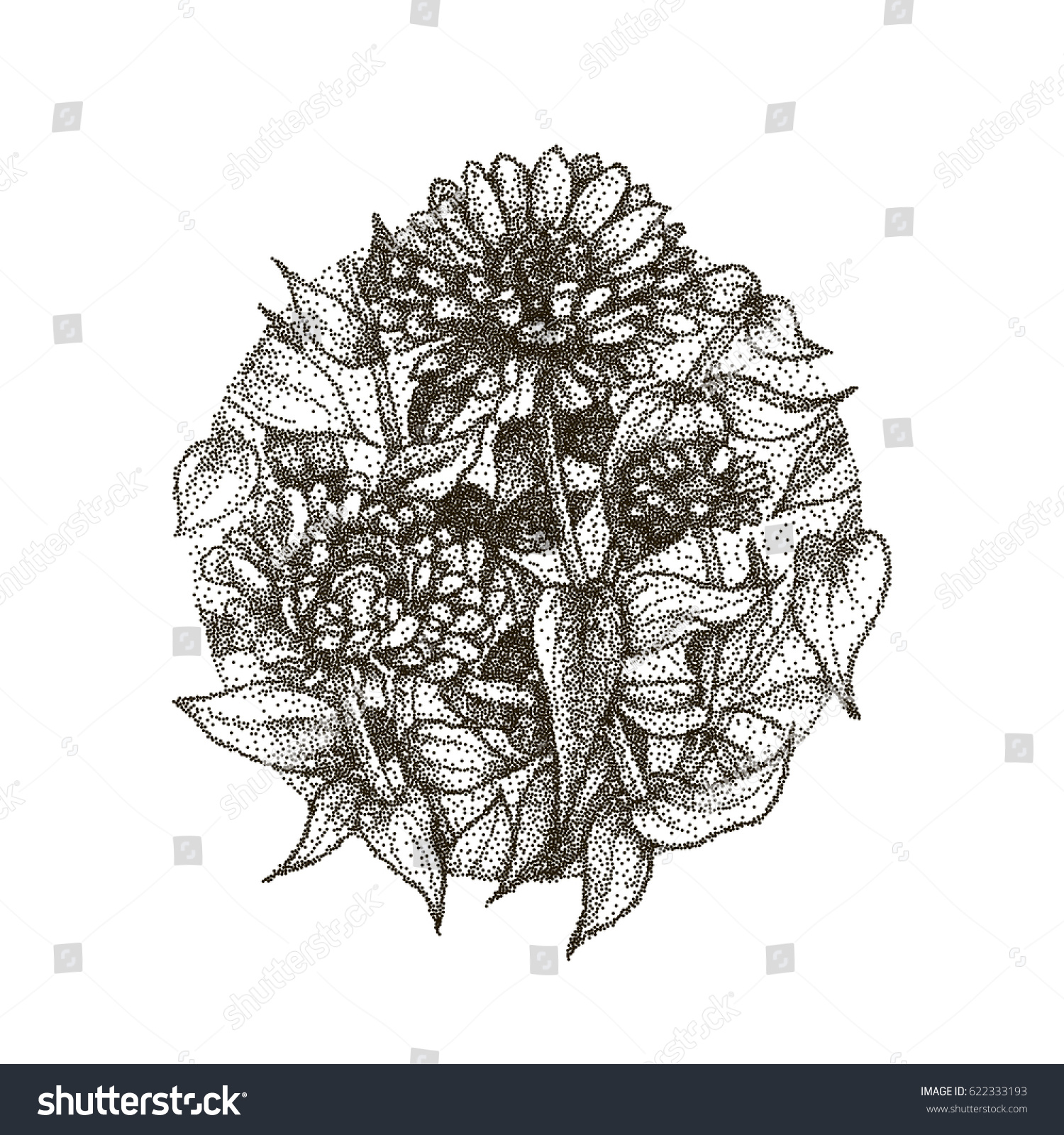 aster flowers black dots isolated on stock vector 622333193 aster flowers black dots isolated on stock vector 622333193