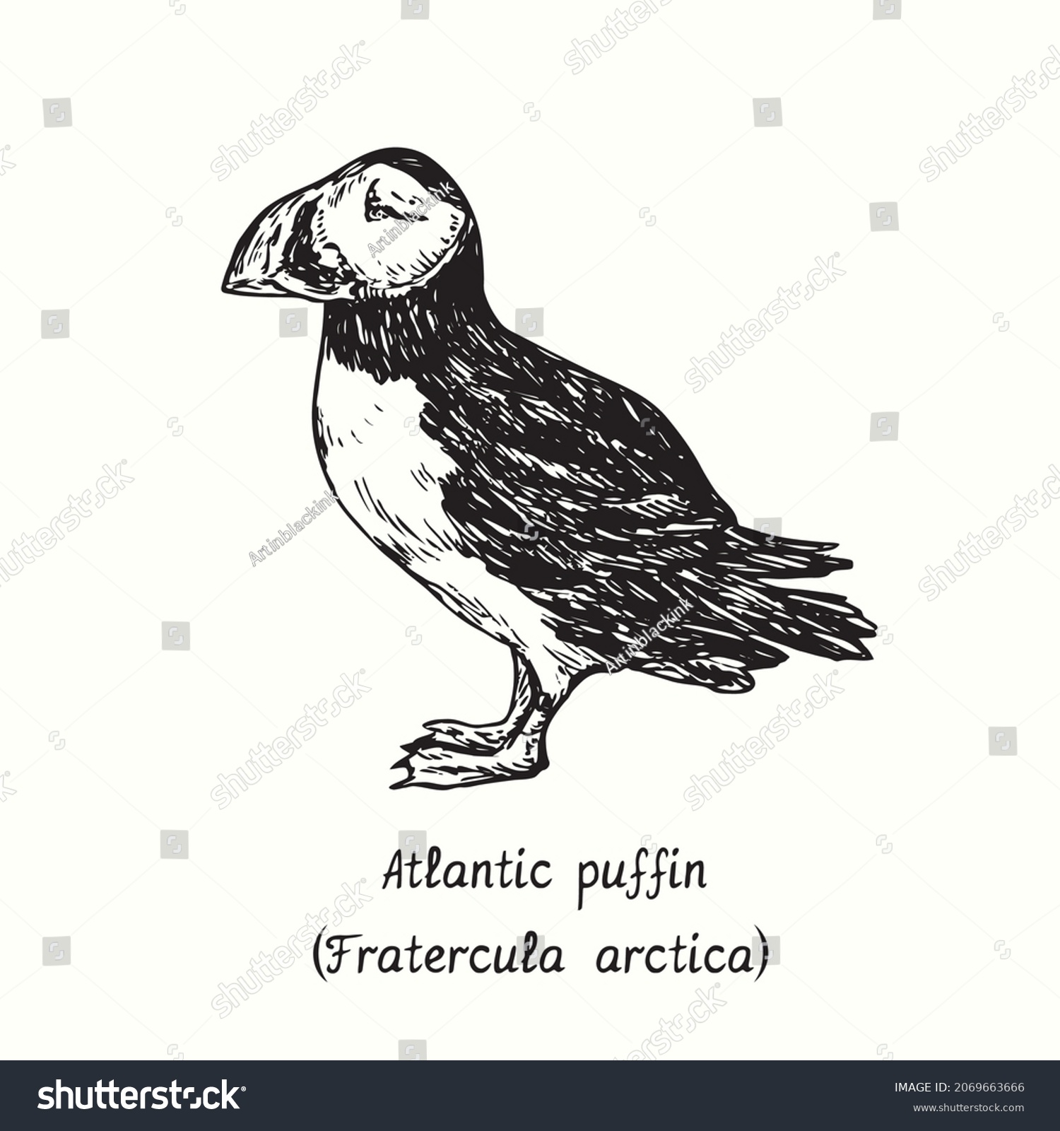 SVG of Atlantic puffin (Fratercula arctica) standing side view. Ink black and white doodle drawing in woodcut style. svg