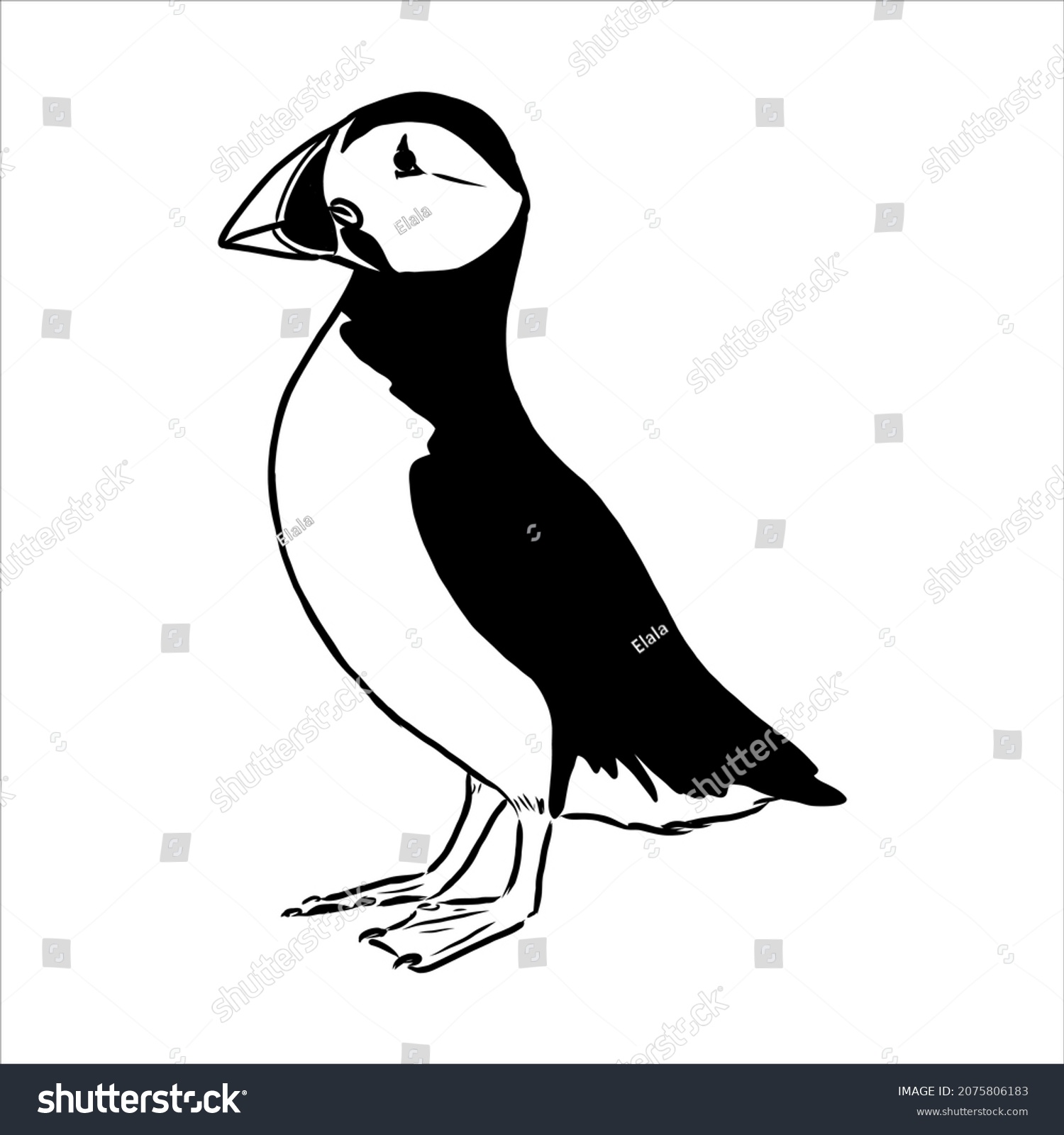 SVG of Atlantic Puffin or Common Puffin illustration, drawing, engraving, ink, line art, vector svg