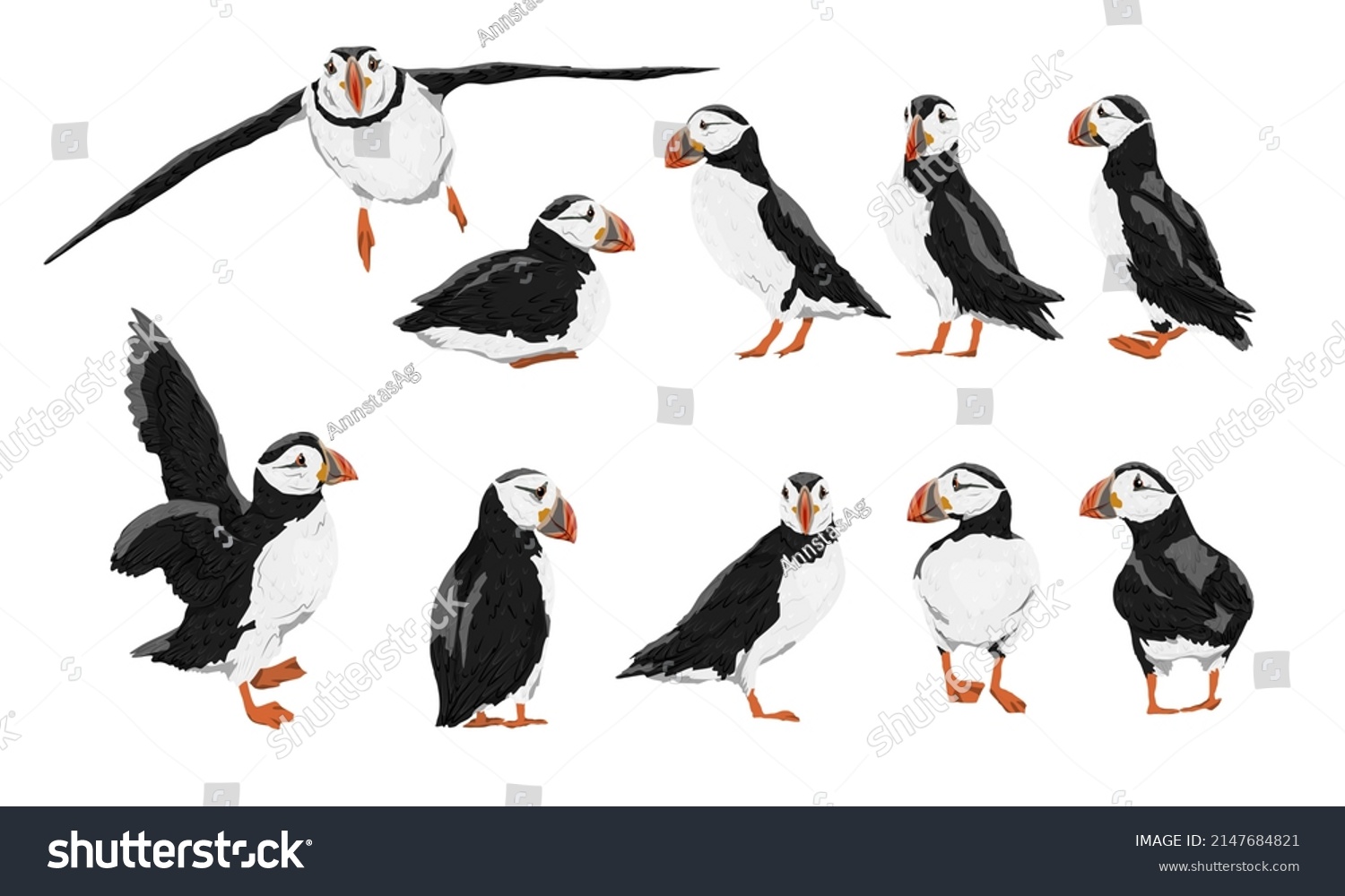 SVG of Atlantic puffin set. Realistic Fratercula arctica or common puffin birds in different poses. Vector birds	 svg