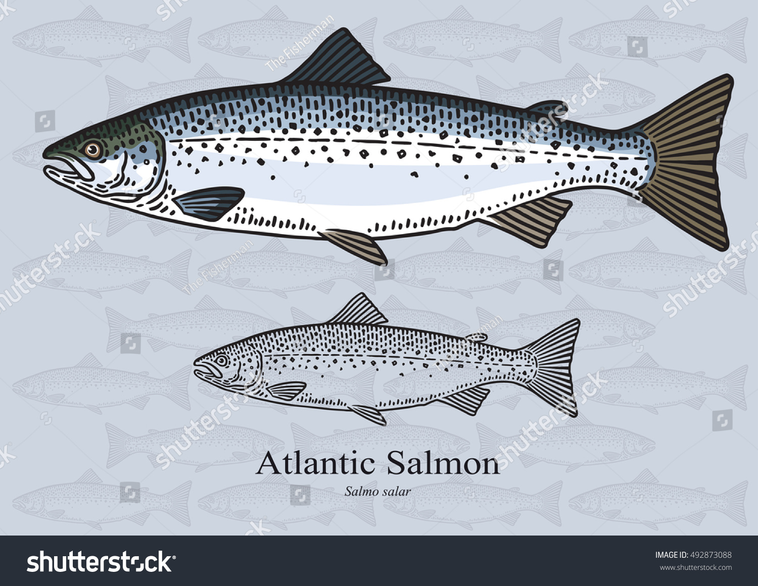 Atlantic Salmon Vector Illustration Artwork Small Stock Vector