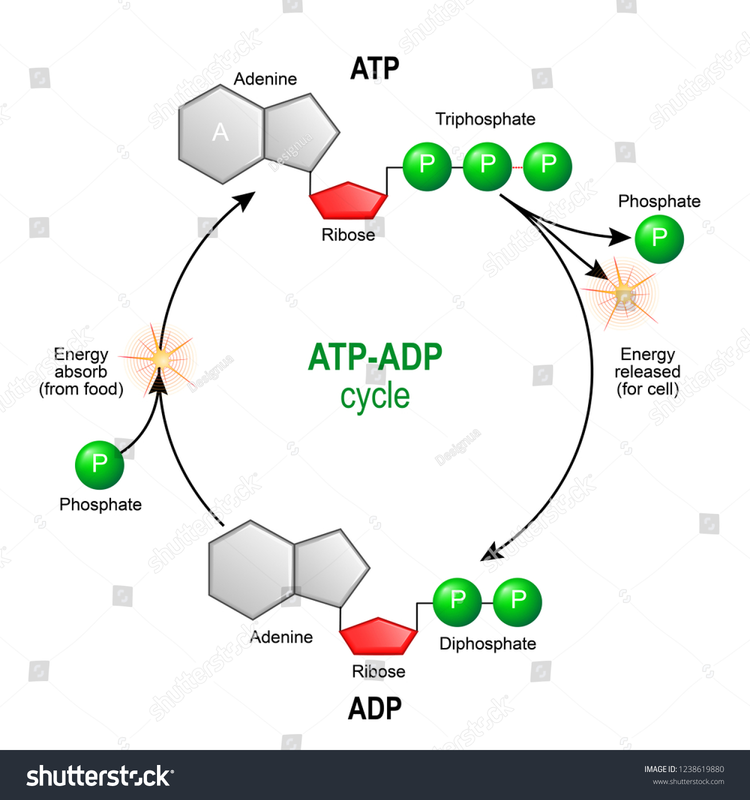 Atp Adpサイクル アデノシン三リン酸 Atp は 細胞にエネルギーを与える有機化学物質である 細胞内のエネルギー伝達 アデノシン二リン酸 Adp は 細胞内での代謝のための有機化合物である のベクター画像素材 ロイヤリティフリー 1238619880
