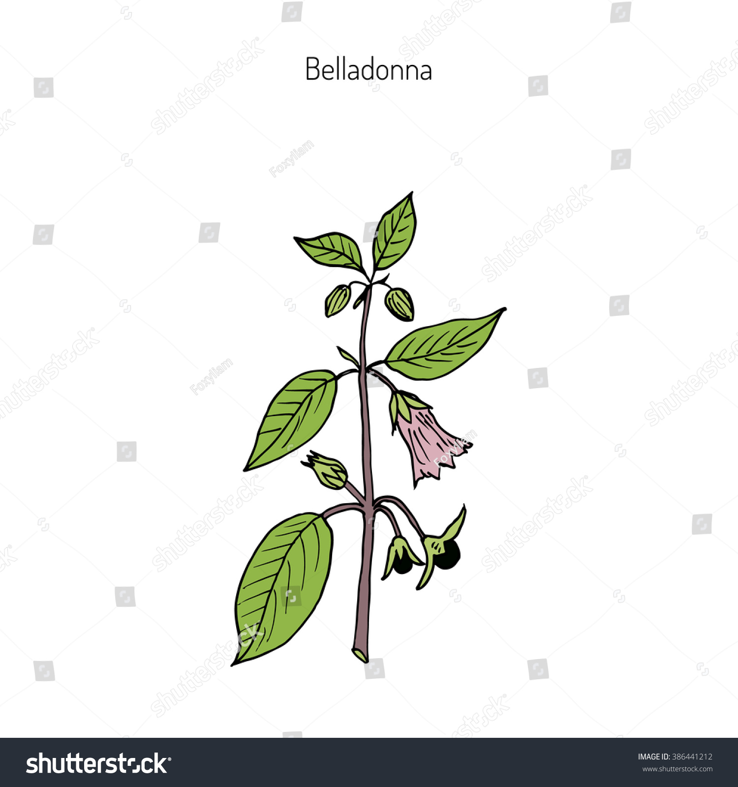 Atropa Belladonna, Or Deadly Nightshade, Medicinal Plant. Hand Drawn ...