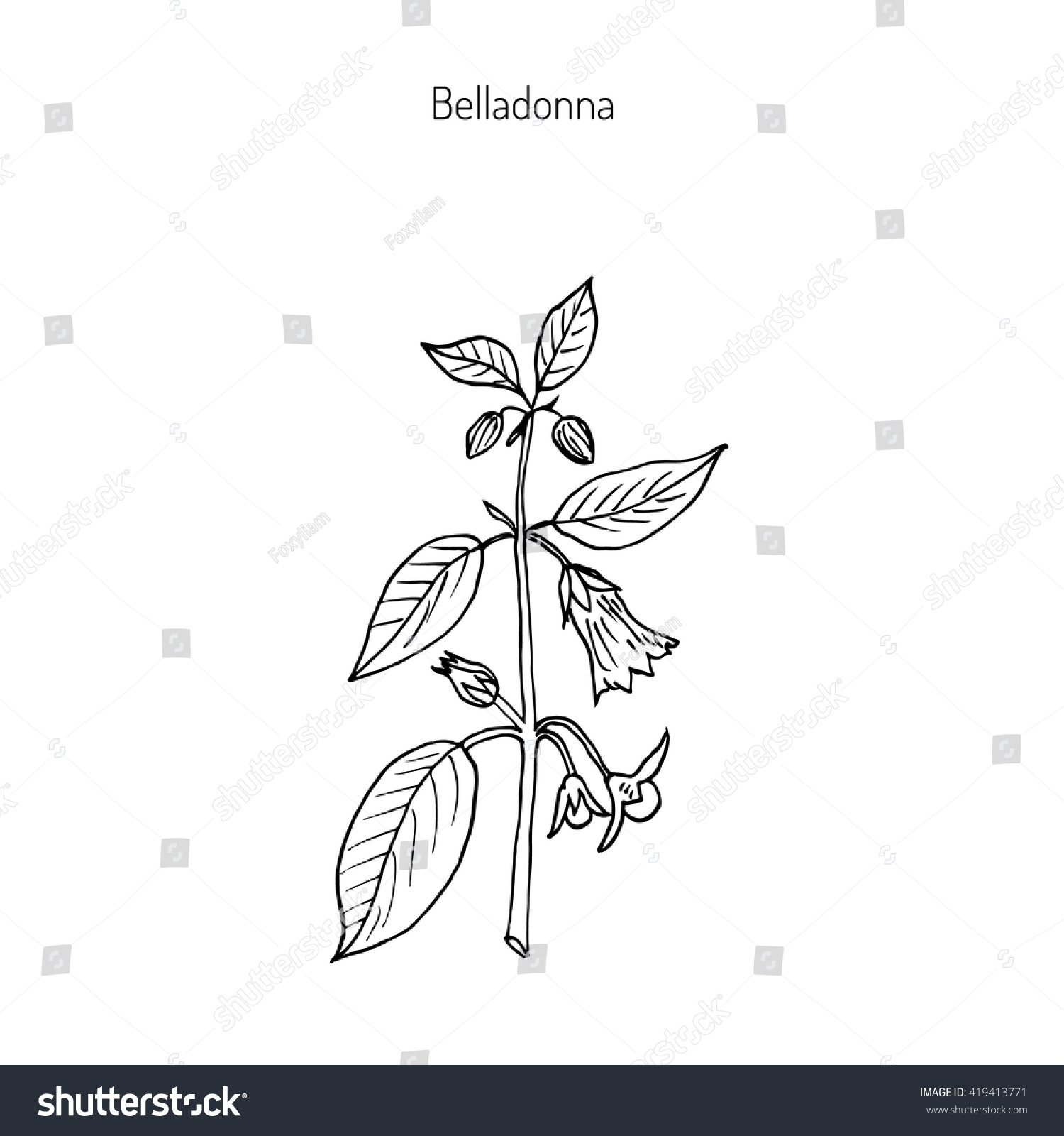 Atropa Belladonna, Or Deadly Nightshade, Medicinal Plant. Hand Drawn ...