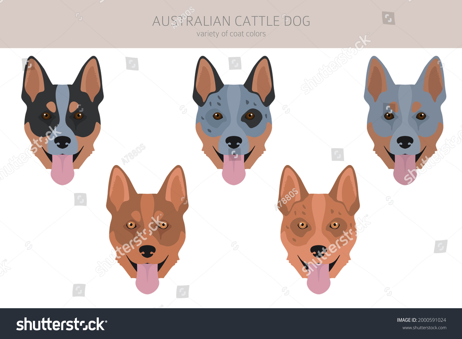 SVG of Australian cattle dog all colours clipart. Different coat colors and poses set.  Vector illustration svg
