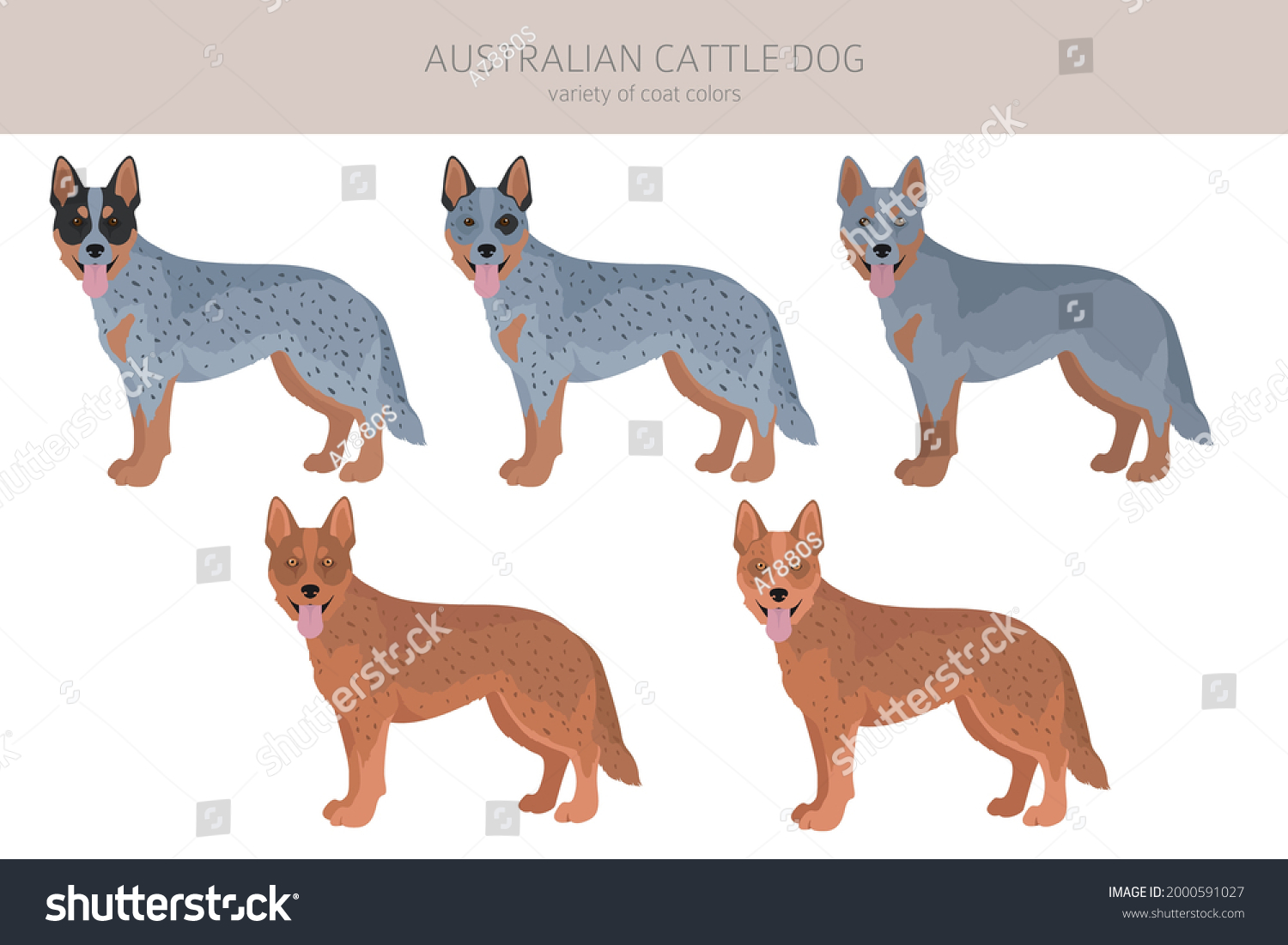 SVG of Australian cattle dog all colours clipart. Different coat colors and poses set.  Vector illustration svg