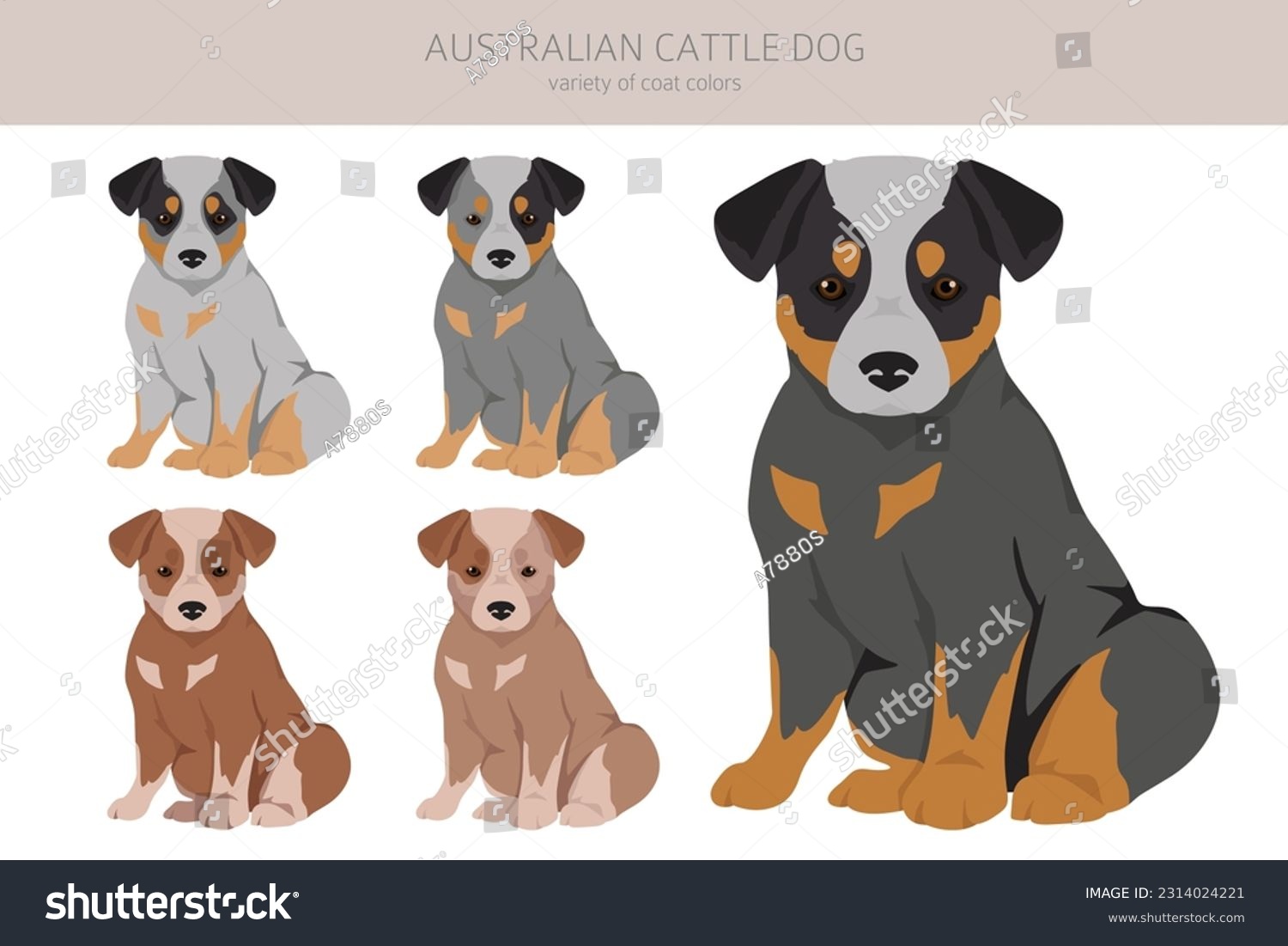 SVG of Australian cattle dog puppies all colours clipart. Different coat colors and poses set.  Vector illustration svg