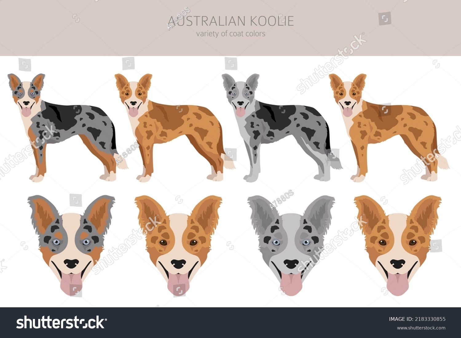 SVG of Australian koolie clipart. Different poses, coat colors set. vector illustration svg