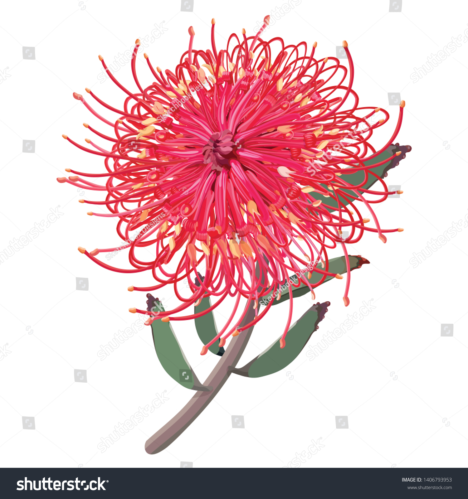 Australian Native Grevillea Plant Front View Stock Vector (Royalty Free ...