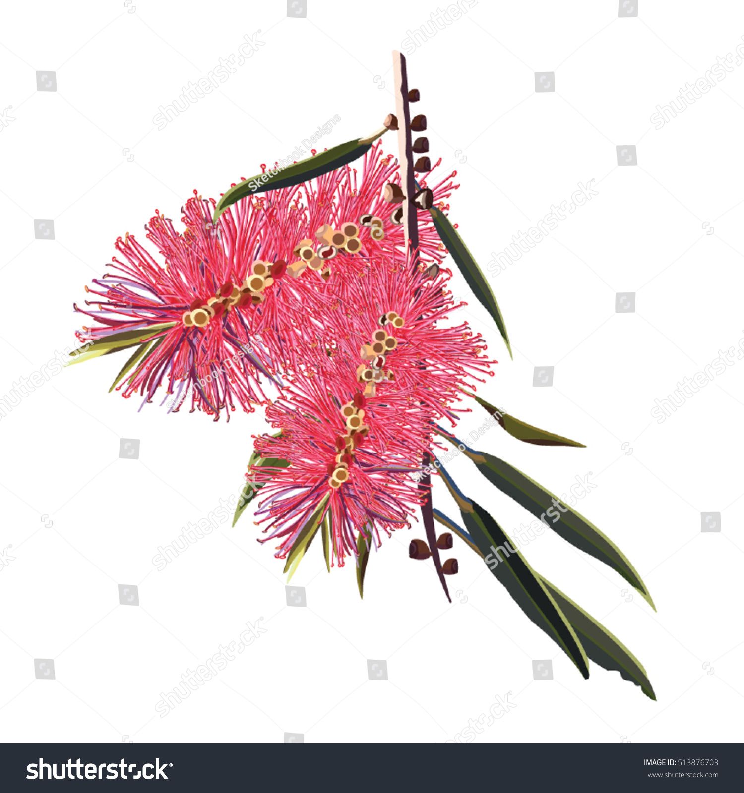 Australian Bush Illustrations Royaltyfree Vector