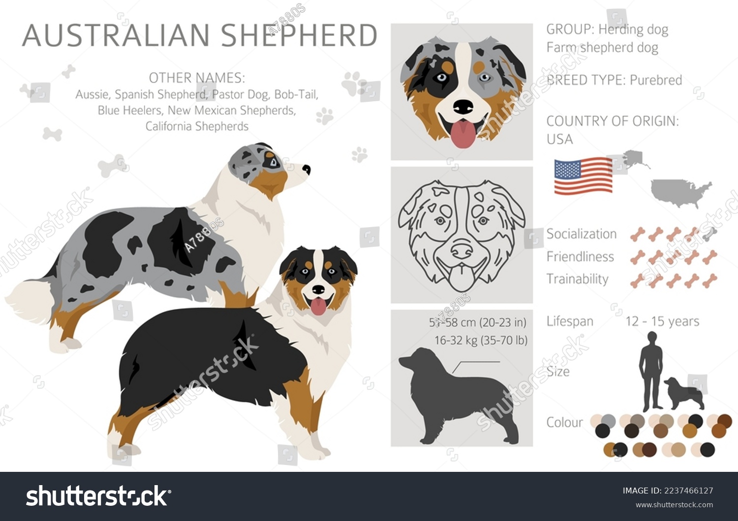 SVG of Australian shepherd clipart. Coat colors Aussie set.  All dog breeds characteristics infographic. Vector illustration svg