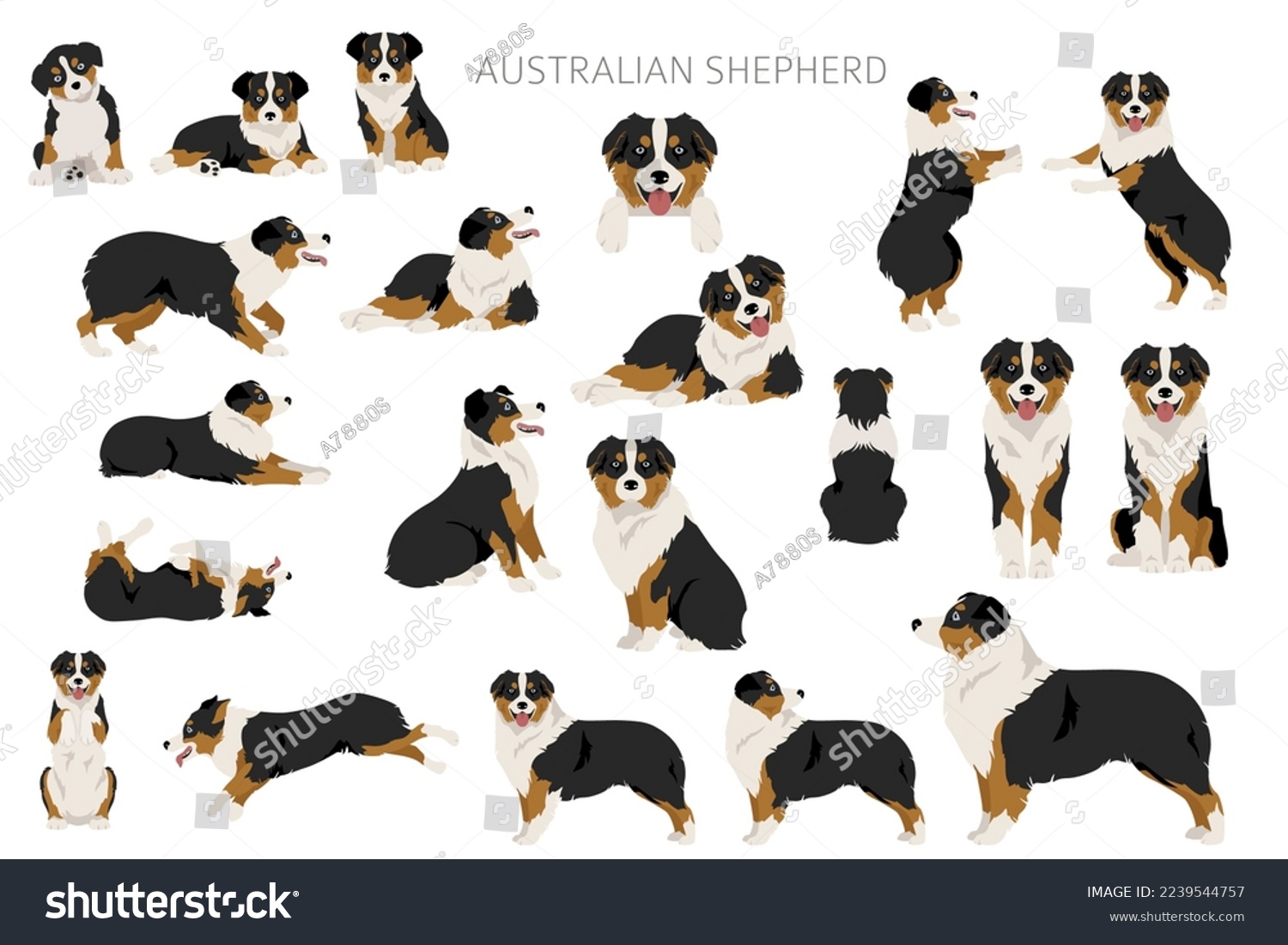 SVG of Australian shepherd clipart. Coat colors Aussie set.  All dog breeds characteristics infographic. Vector illustration svg