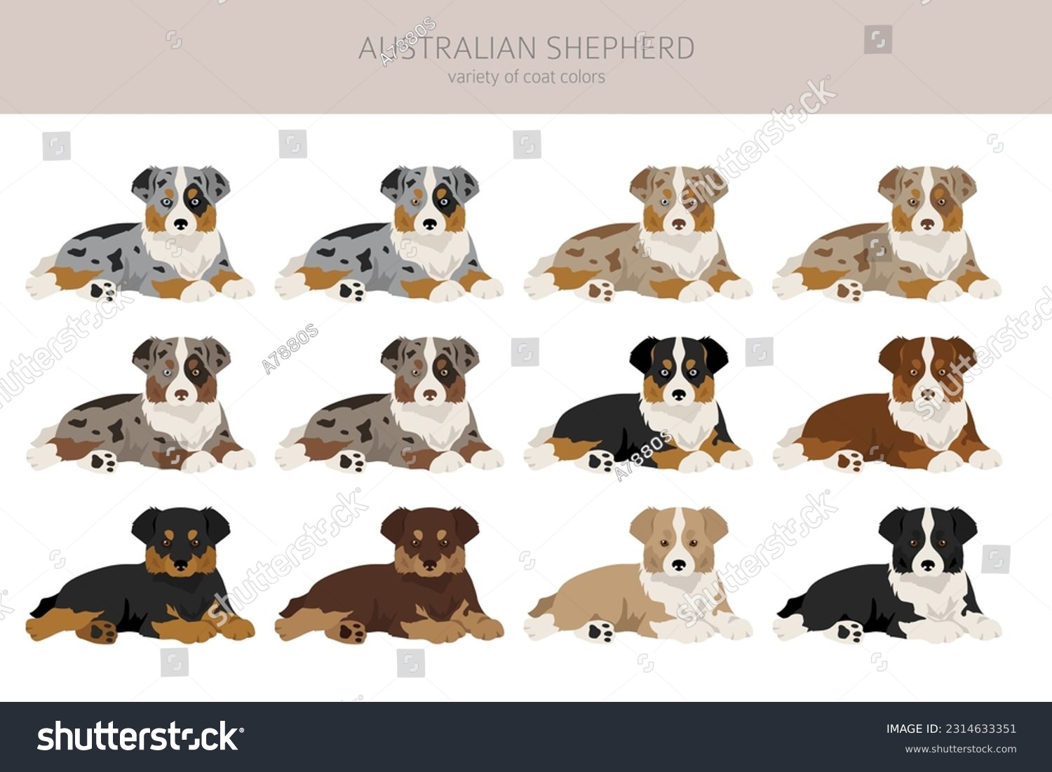 SVG of Australian shepherd puppies clipart. Coat colors Aussie set.  All dog breeds characteristics infographic. Vector illustration svg