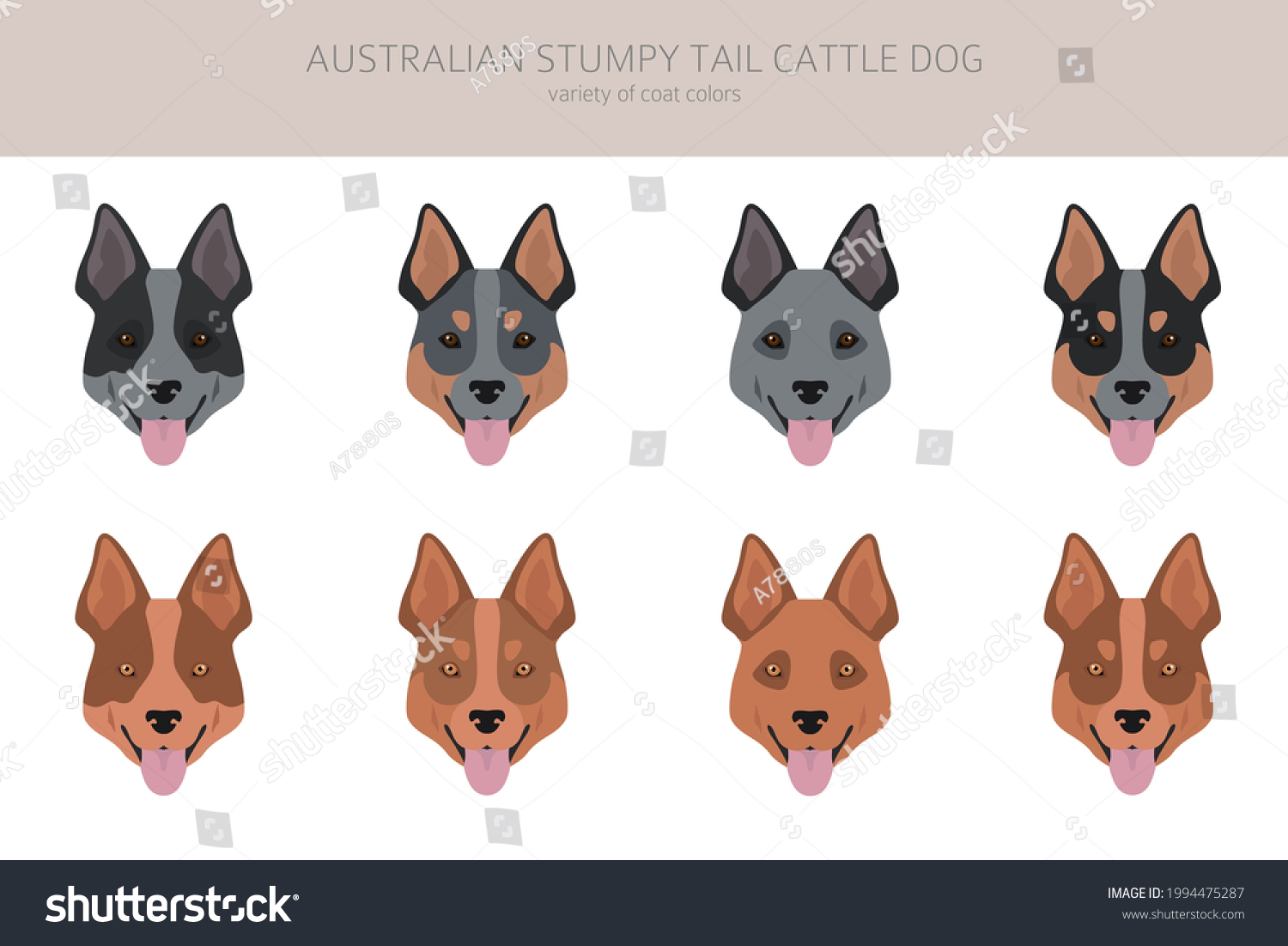 SVG of Australian stumpy tail cattle dog all colours clipart. Different coat colors and poses set.  Vector illustration svg