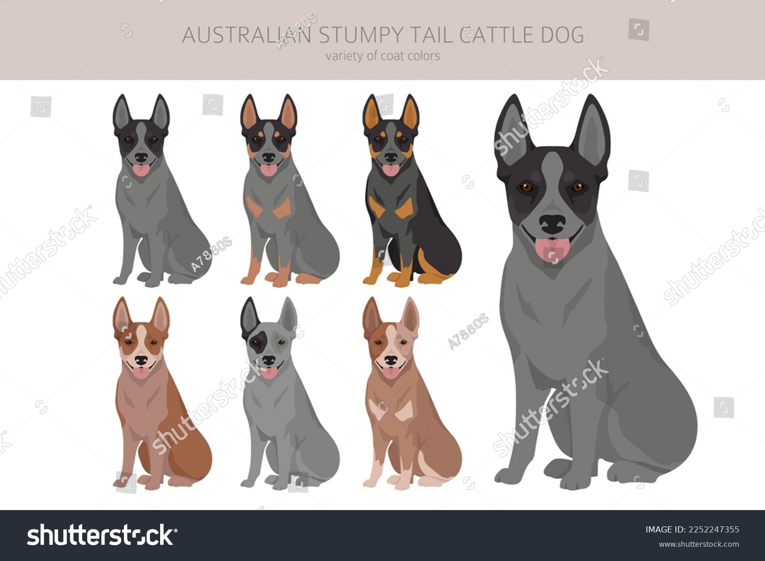 SVG of Australian stumpy tail cattle dog all colours clipart. Different coat colors and poses set.  Vector illustration svg