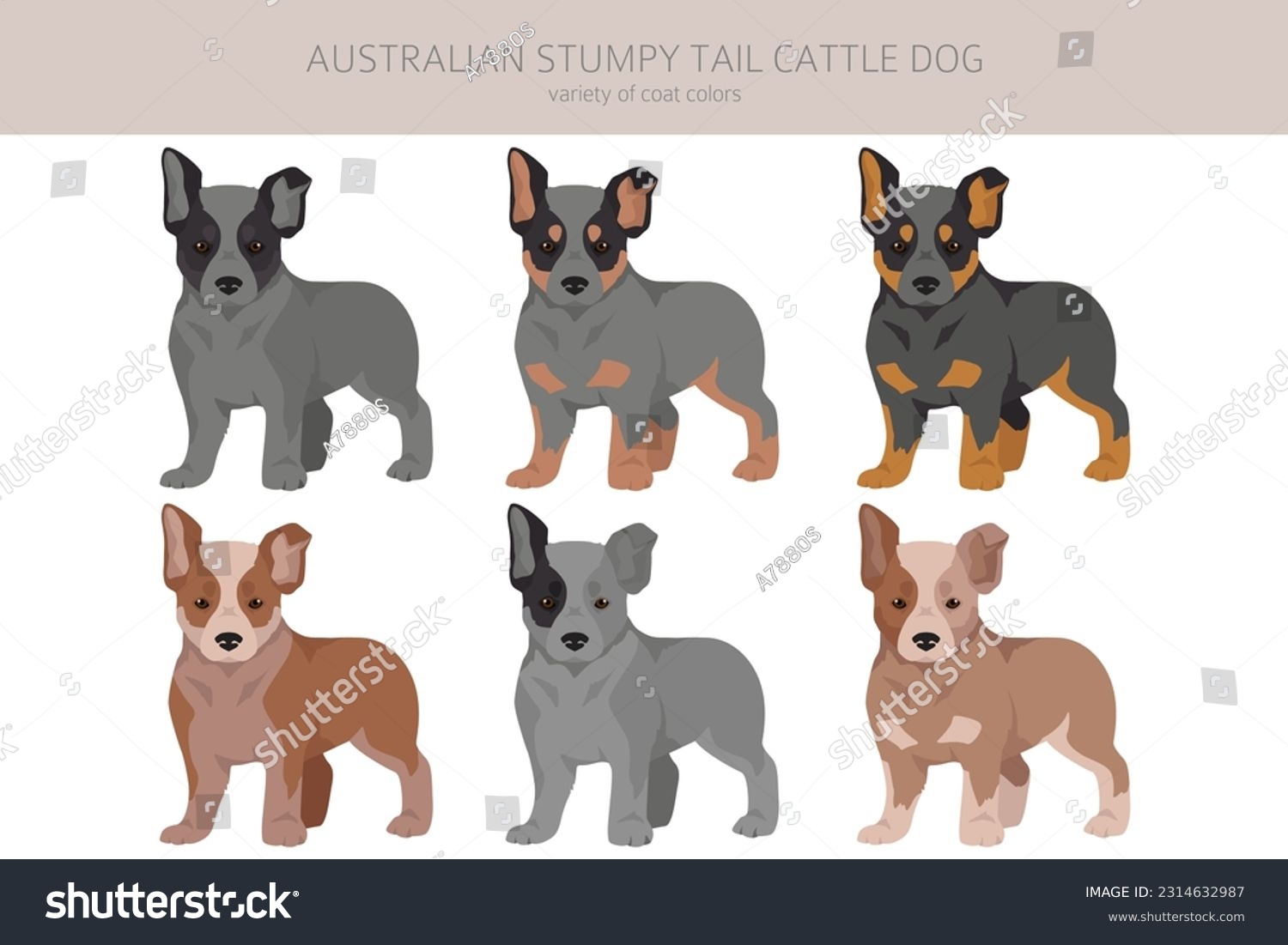 SVG of Australian stumpy tail cattle dog puppies all colours clipart. Different coat colors and poses set.  Vector illustration svg