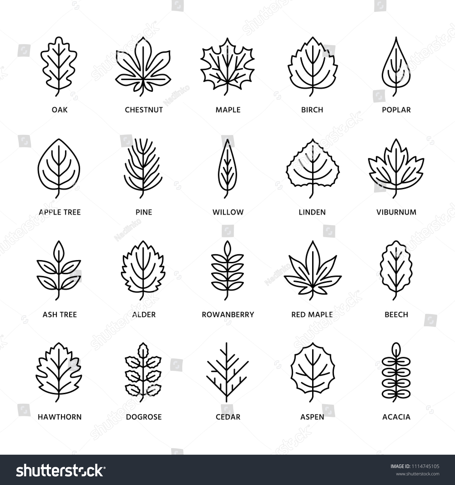 SVG of Autumn leaves flat line icons. Leaf types, rowan, birch tree, maple, chestnut, oak, cedar pine, linden,guelder rose. Thin signs of nature plants Editable Strokes svg