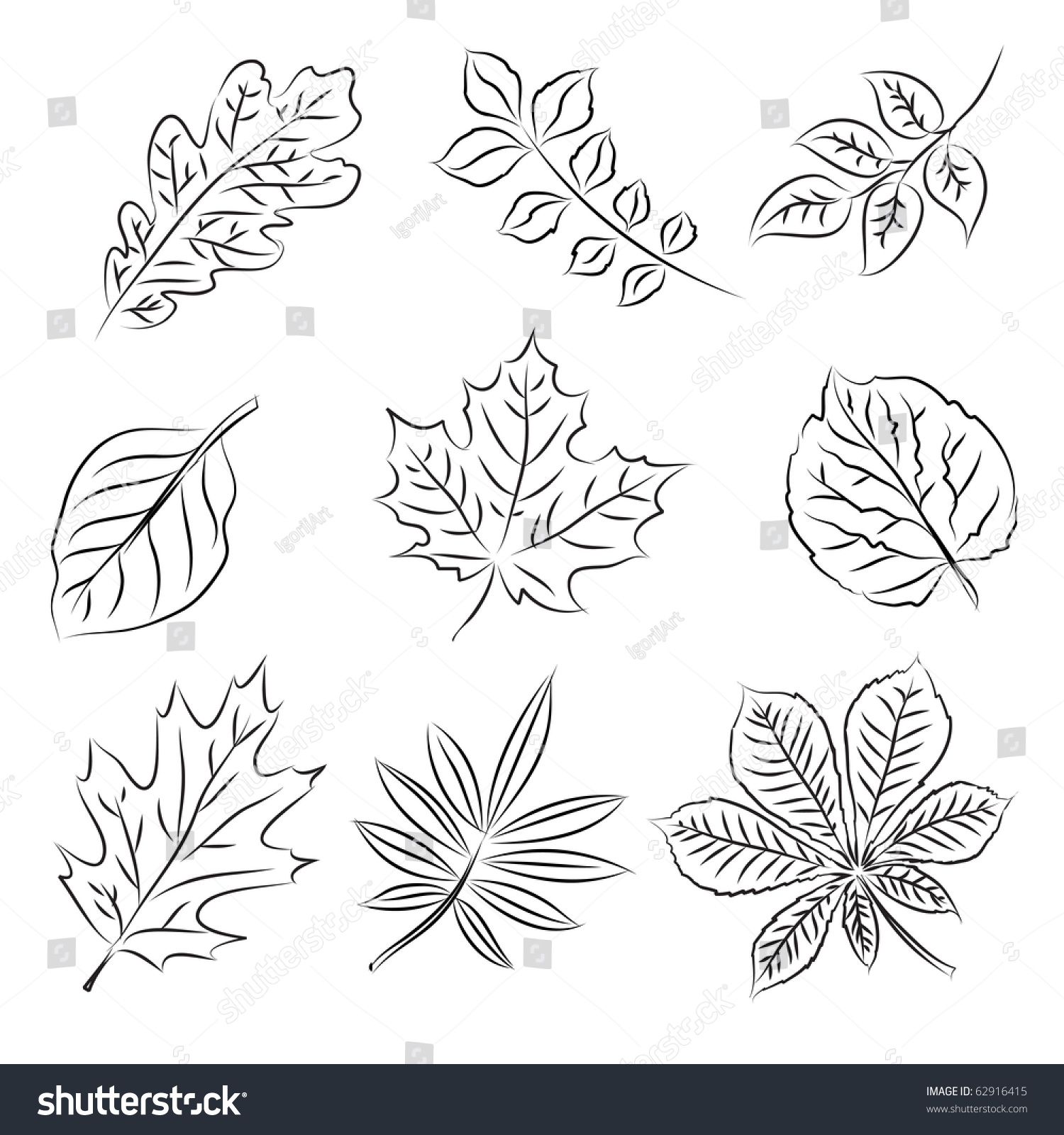 Autumn Leaves Sketch Set Stock Vector Illustration 62916415 : Shutterstock