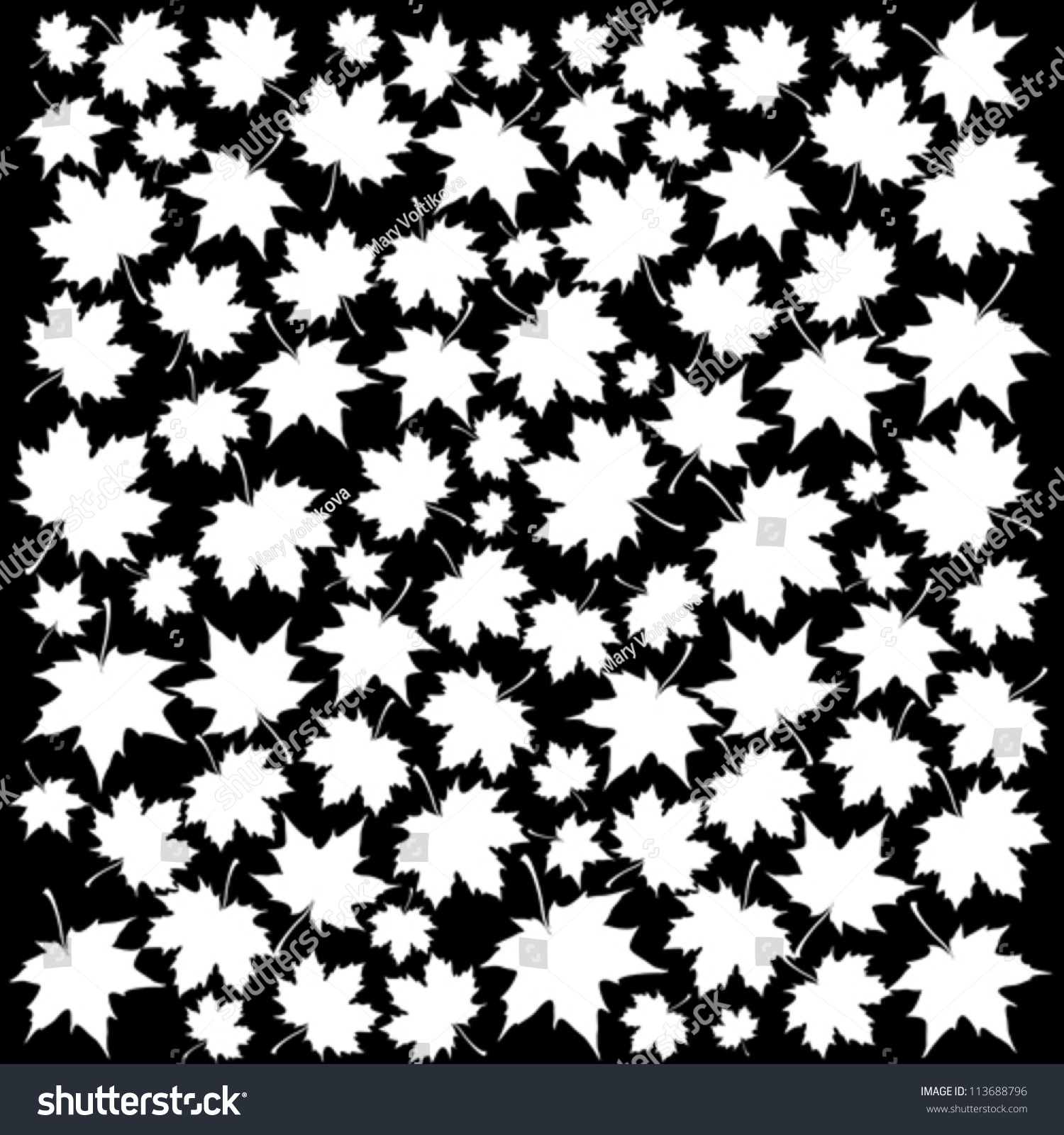 Autumn Set Of White Maple Leaves On Black Background, Vector Version ...