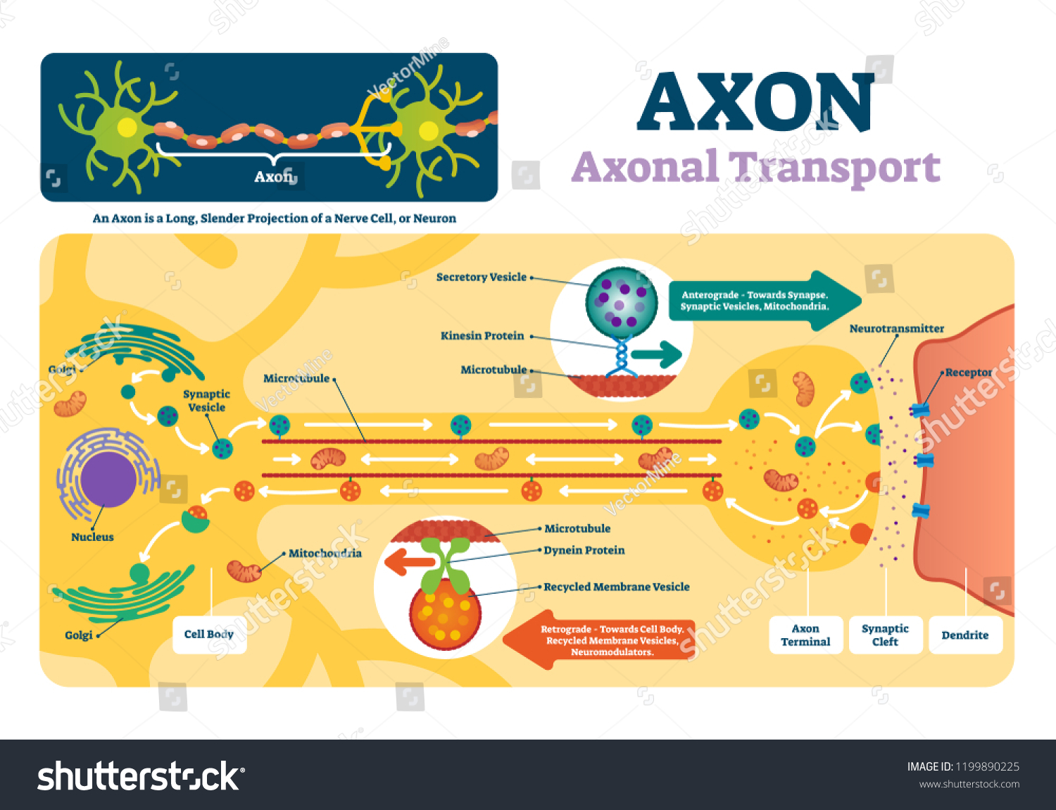 SVG of Axon vector illustration. Labeled diagram with explanation and structure. Closeup with cell body, terminal, synaptic cleft and dendrite. Nerve cell projection or neuron. svg