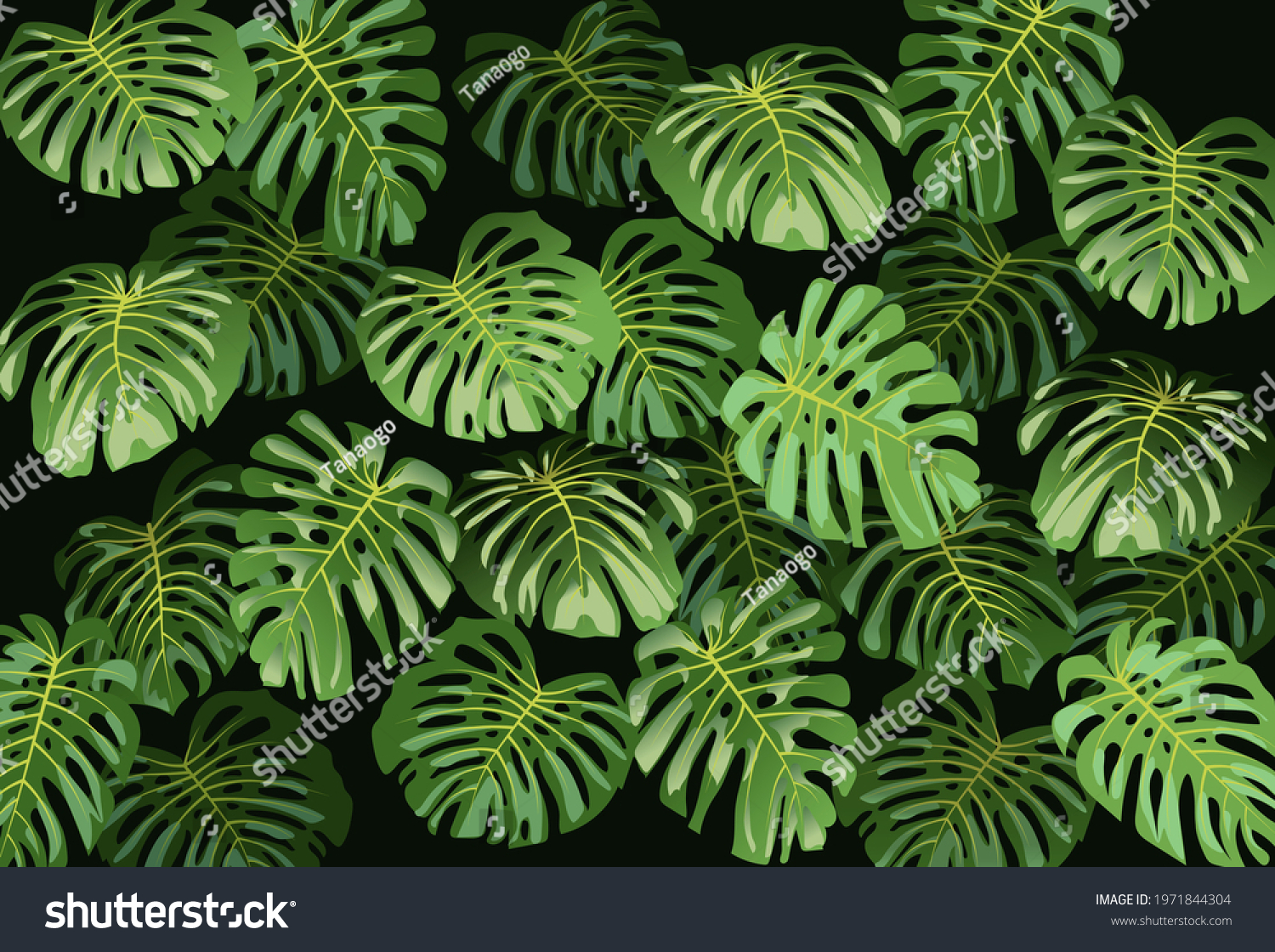 Background Monstera Clusters Leaves Monstera Vector Stock Vector