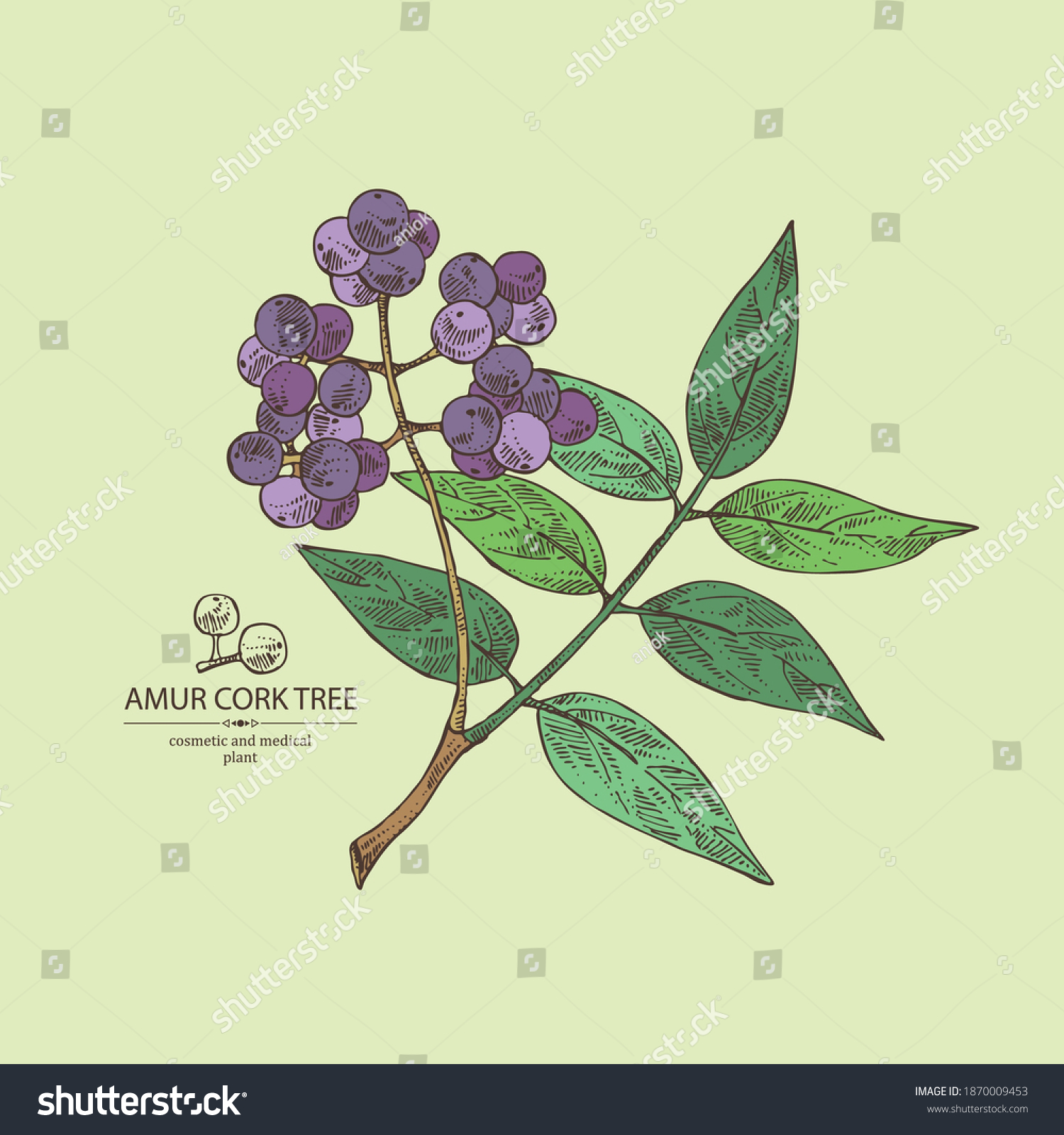SVG of Background with amur cork tree: amur cork berries, plant and amur cork tree bark. Phellodendron amurense. Cosmetic and medical plant. Vector hand drawn illustration svg