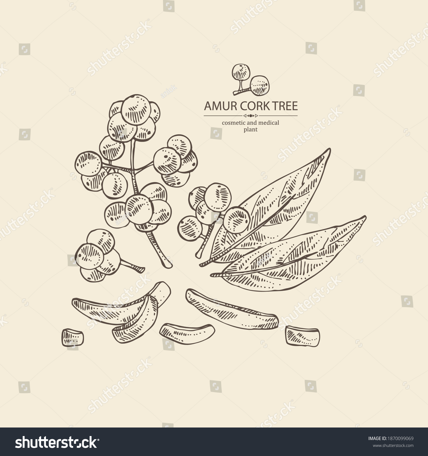 SVG of Background with amur cork tree: amur cork berries, plant and amur cork tree bark. Phellodendron amurense. Cosmetic and medical plant. Vector hand drawn illustration svg