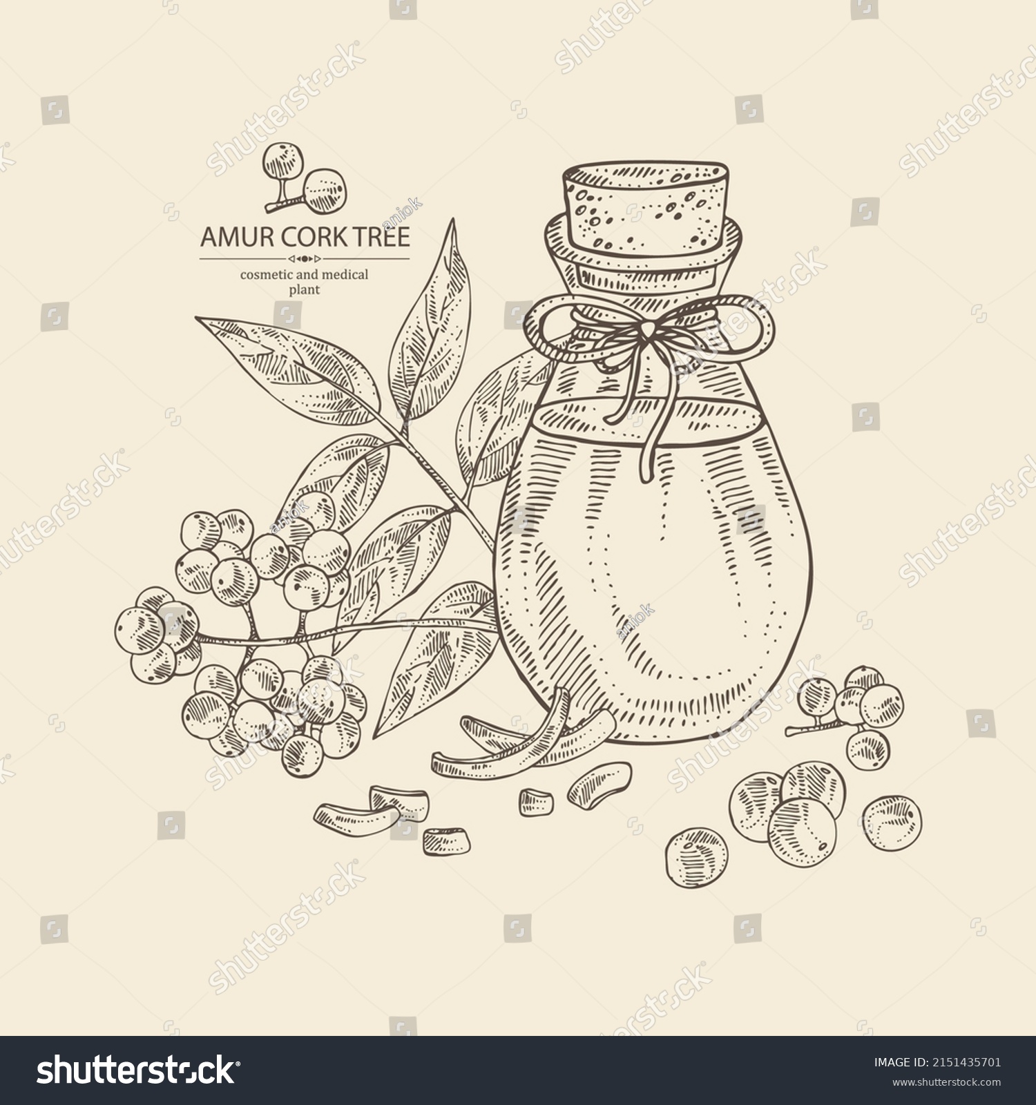SVG of Background with amur cork tree: berries, plant, amur cork tree bark and bottle of amur cork tree oil. Phellodendron amurense.  Cosmetic, perfumery and medical plant. svg