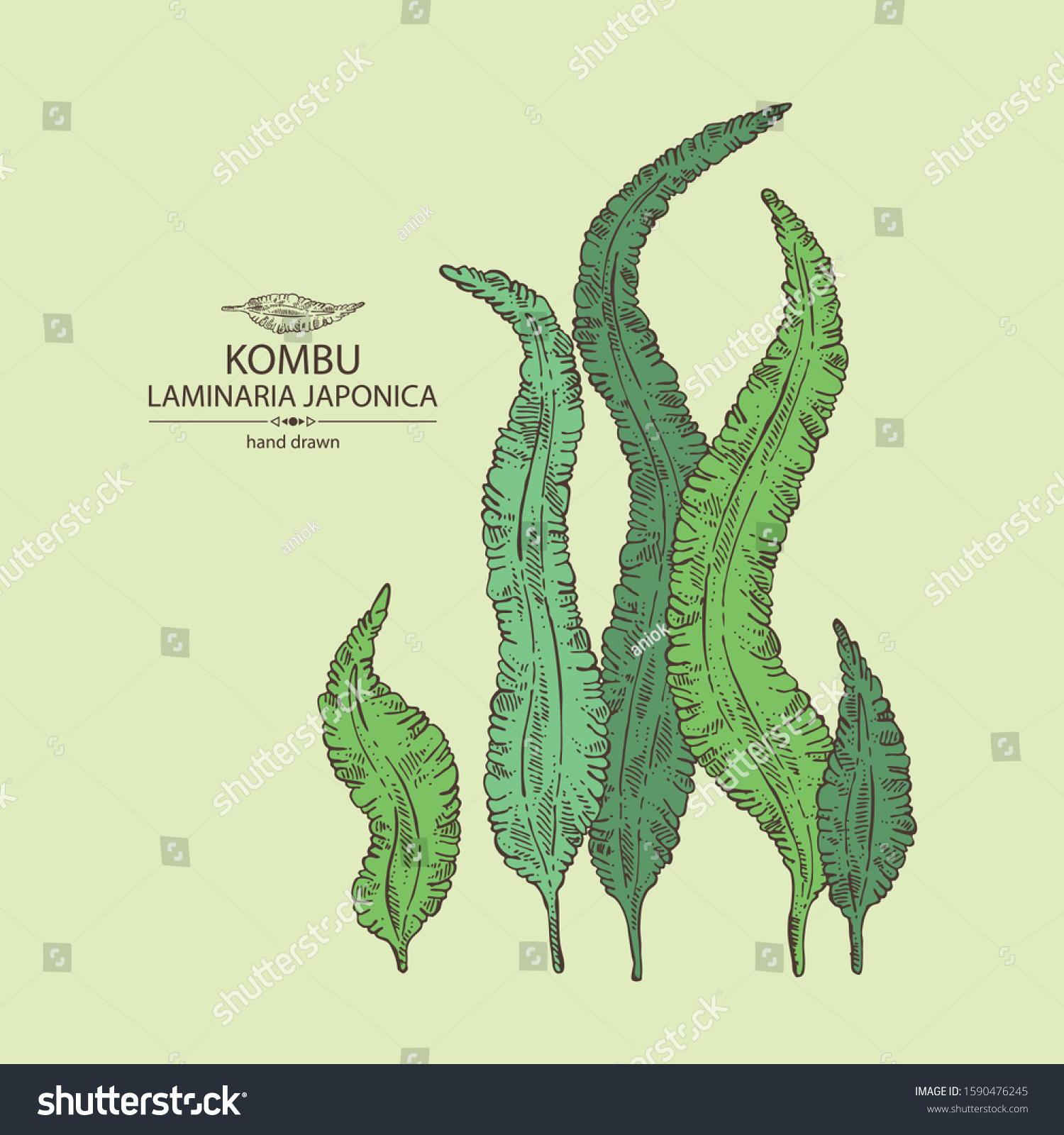 Background Kombu Kombu Seaweed Sea Kale Stock Vector Royalty Free