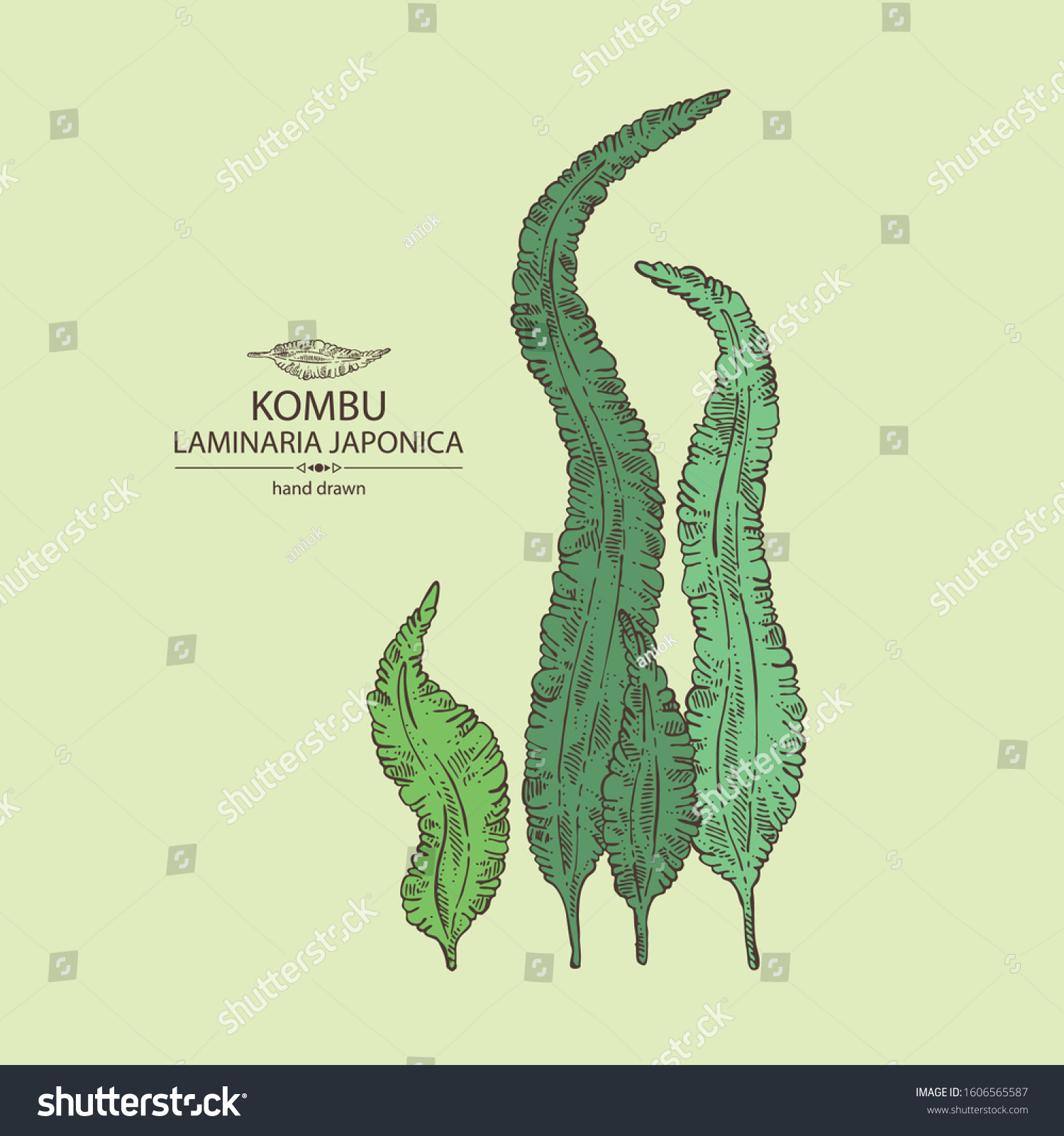 Background Kombu Kombu Seaweed Sea Kale Stock Vector Royalty Free